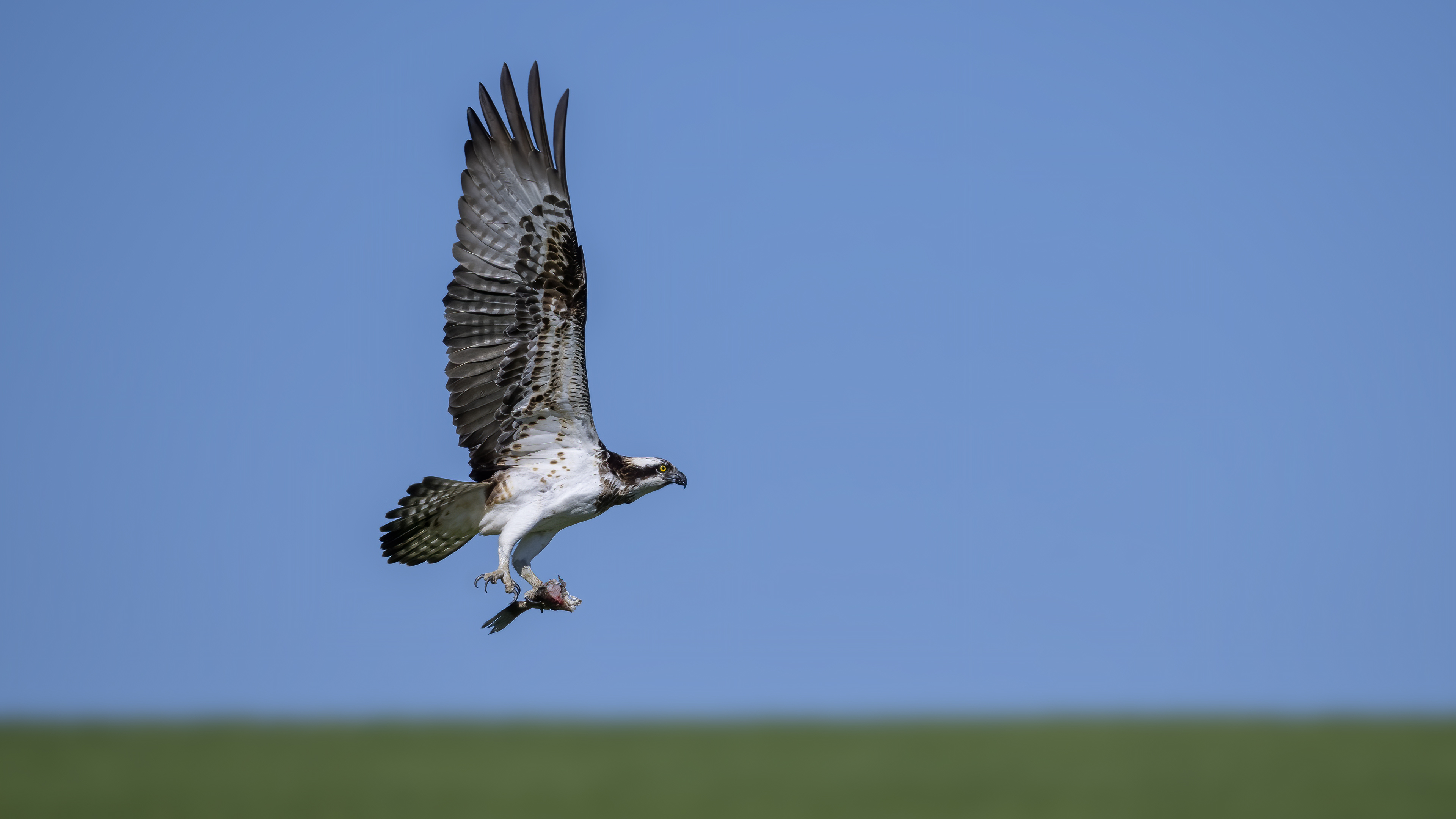 Osprey