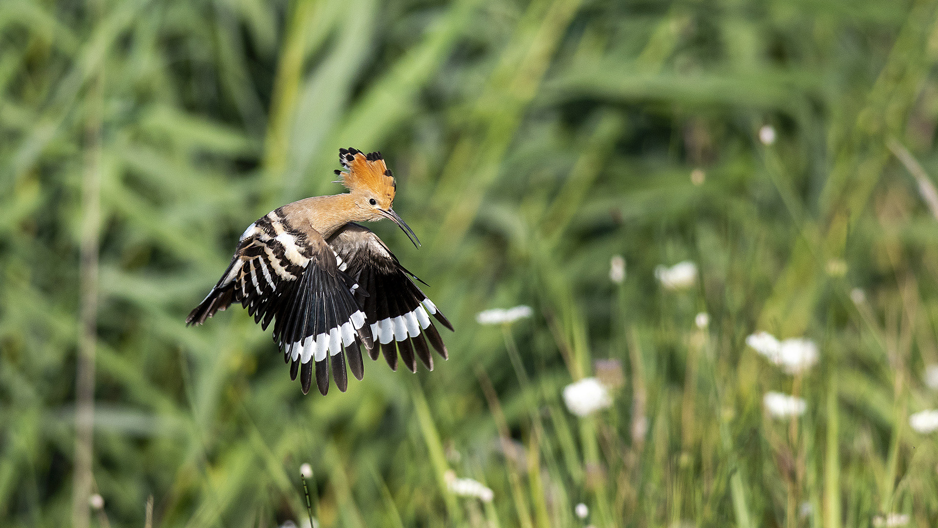 İbibik » Eurasian Hoopoe » Upupa epops