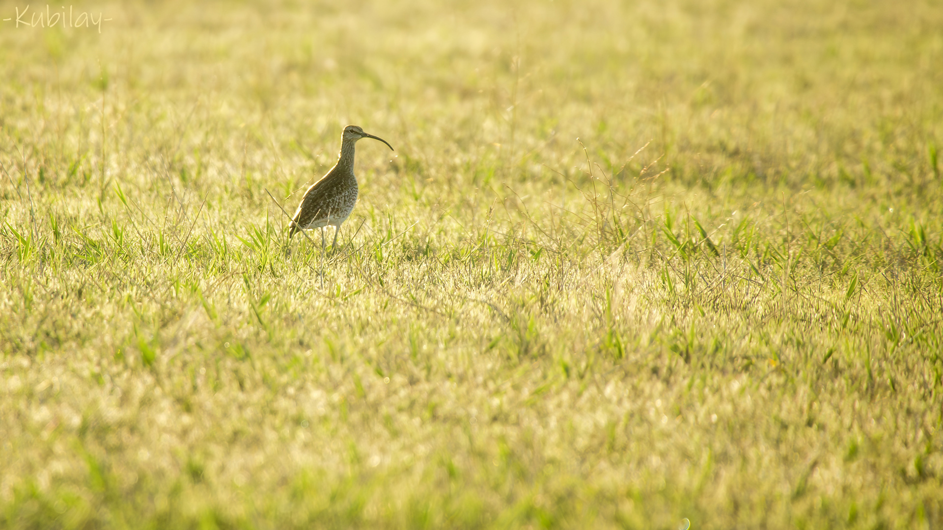 Eurasian Whimbrel