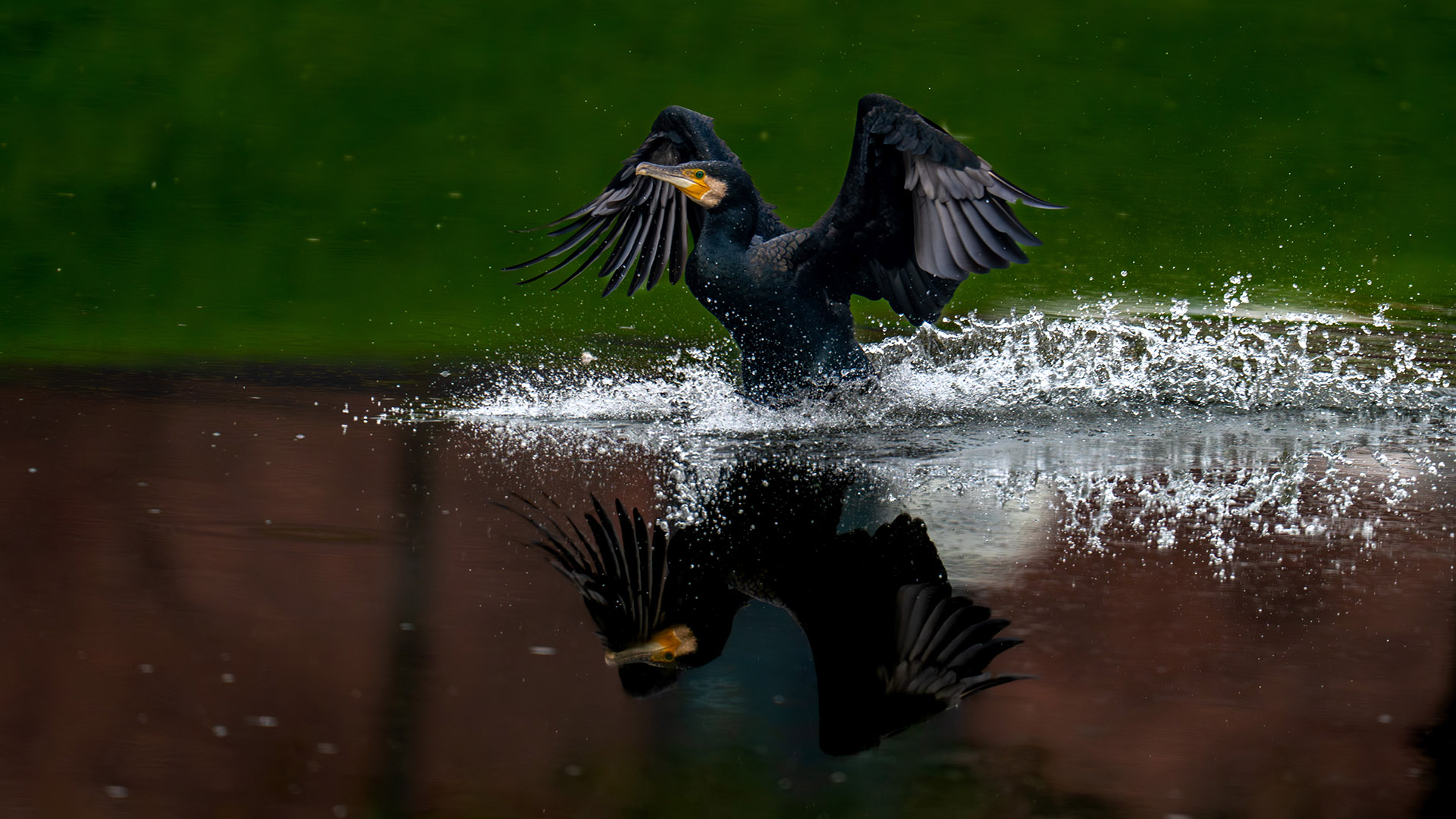 Karabatak » Great Cormorant » Phalacrocorax carbo