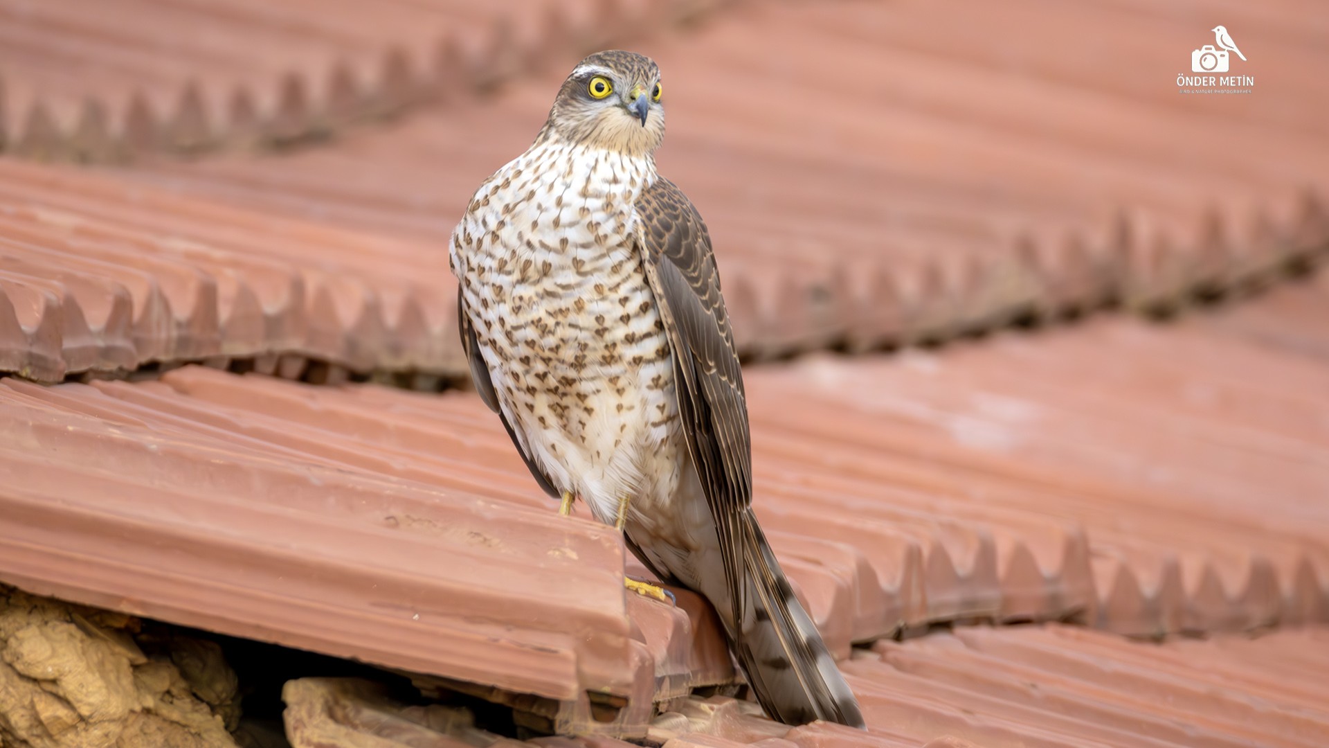 Atmaca » Eurasian Sparrowhawk » Accipiter nisus