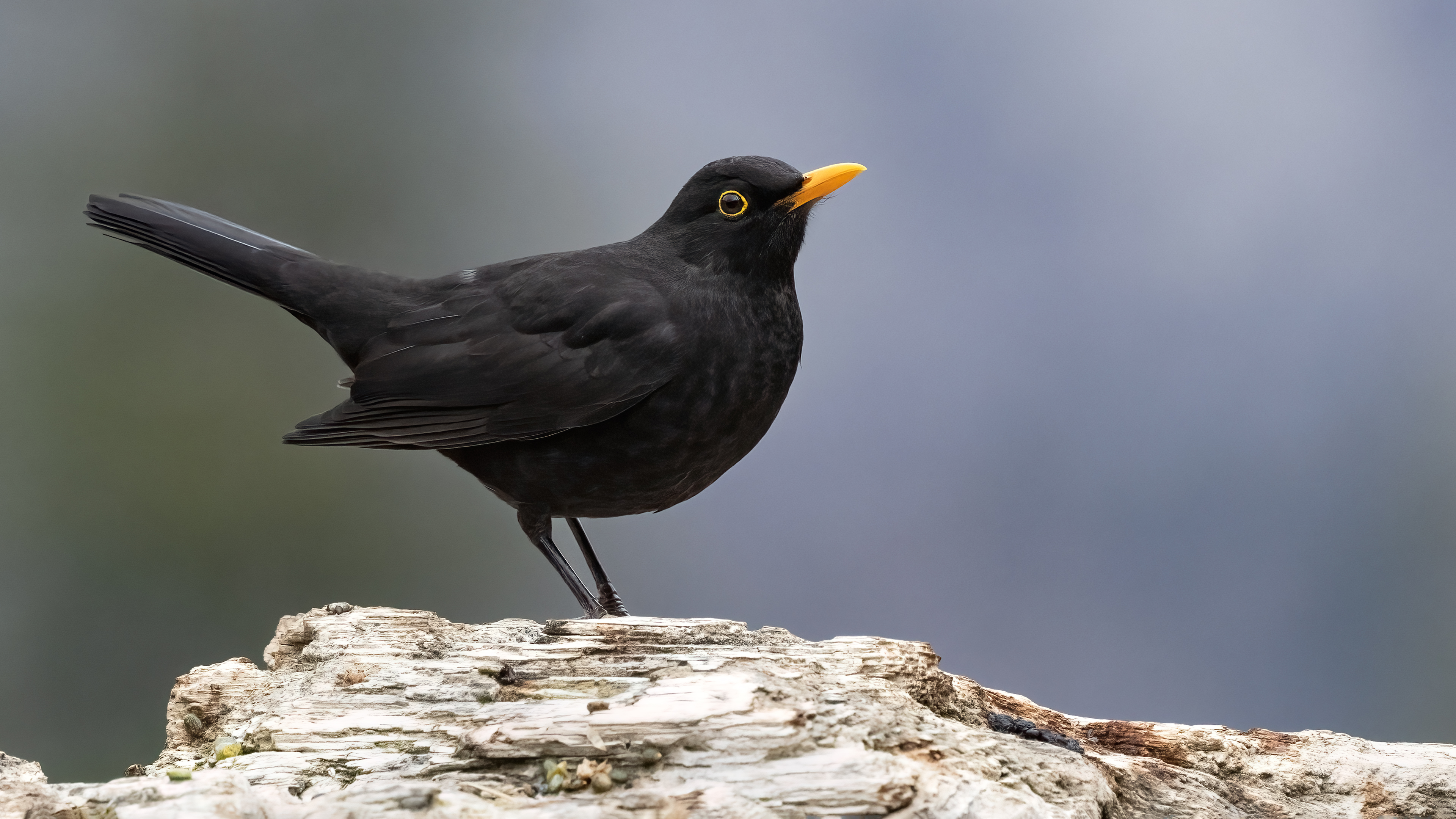 Karatavuk » Common Blackbird » Turdus merula