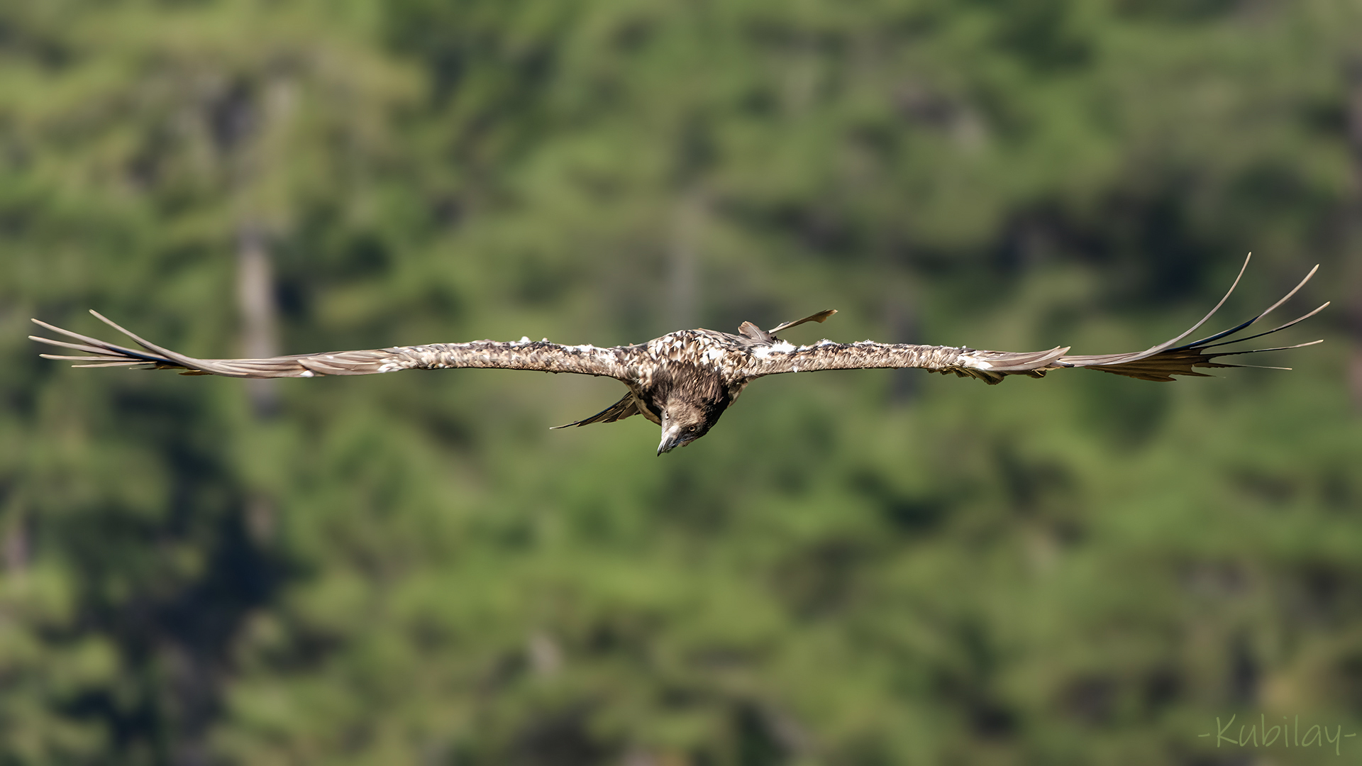 Sakallı akbaba » Bearded Vulture » Gypaetus barbatus