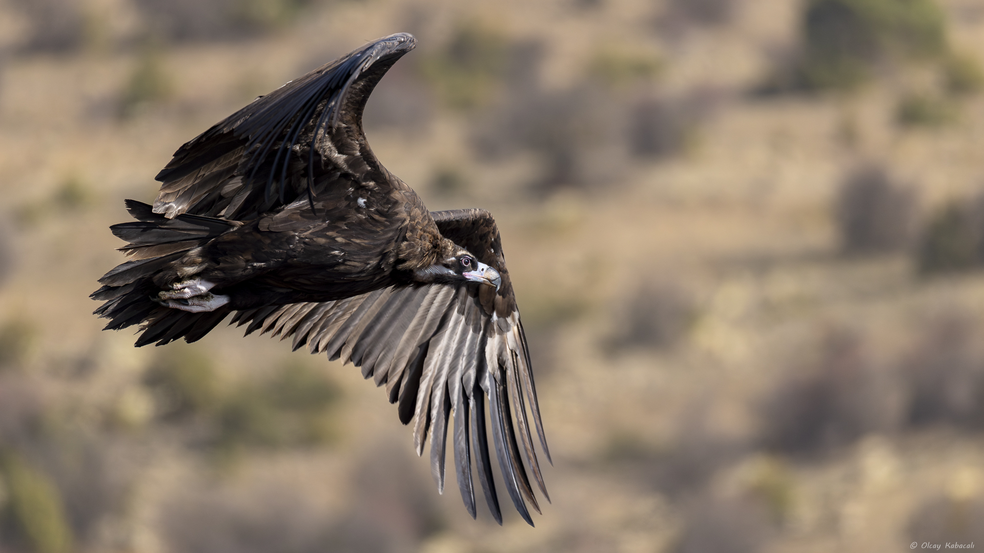 Kara akbaba