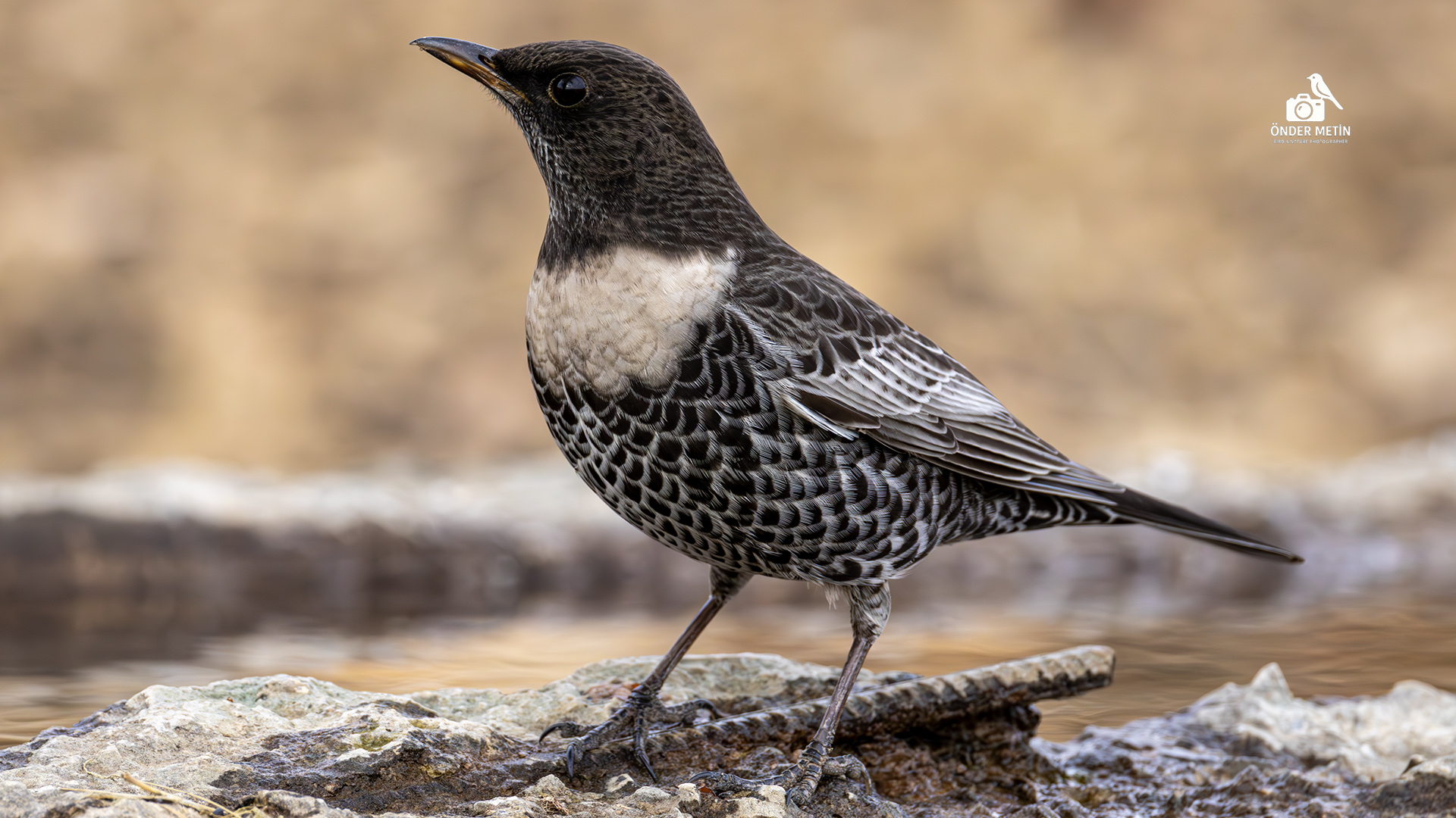 Boğmaklı ardıç » Ring Ouzel » Turdus torquatus