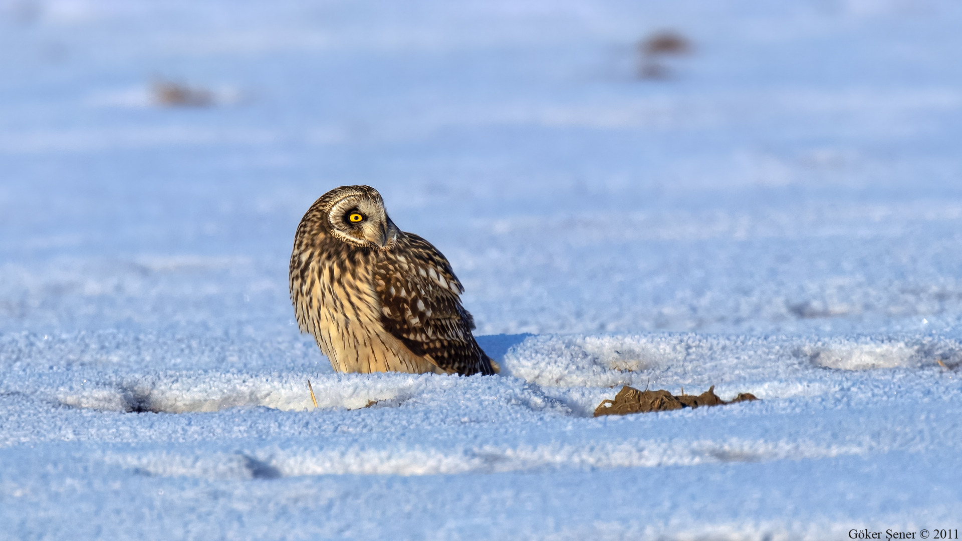 Kır baykuşu » Short-eared Owl » Asio flammeus