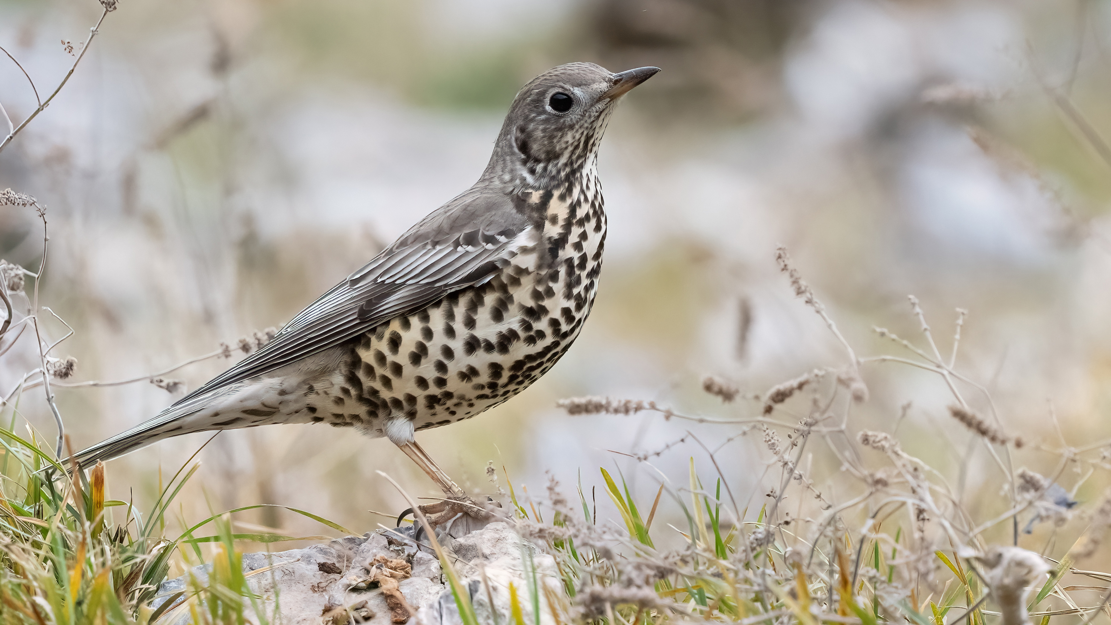 Ökse ardıcı » Mistle Thrush » Turdus viscivorus