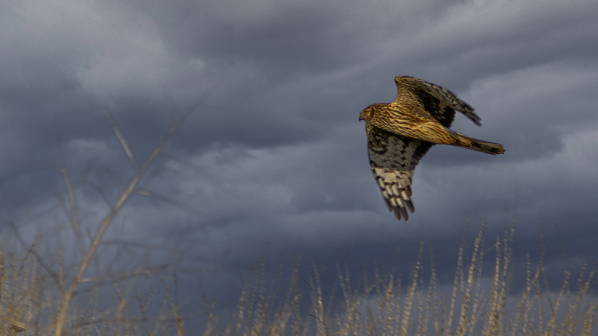 Gökçe delice » Hen Harrier » Circus cyaneus