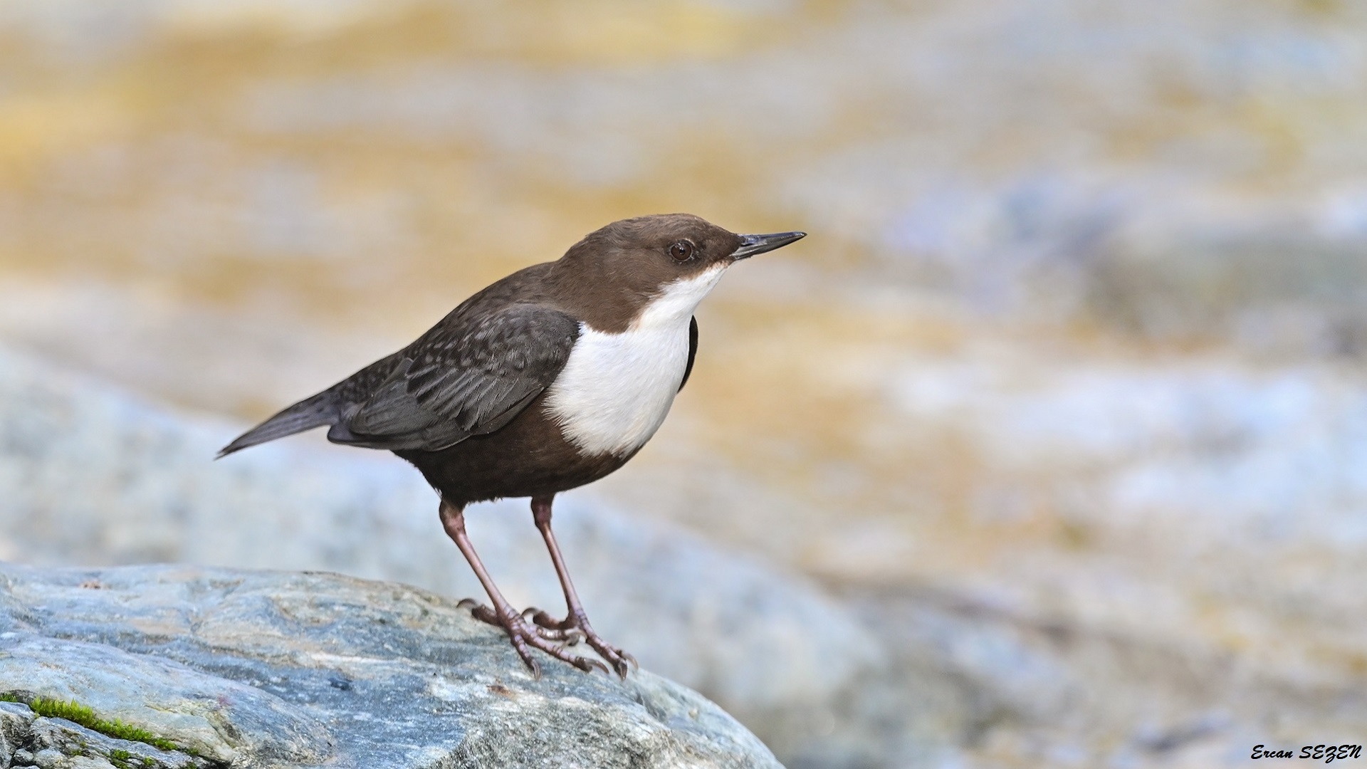 Derekuşu » White-throated Dipper » Cinclus cinclus