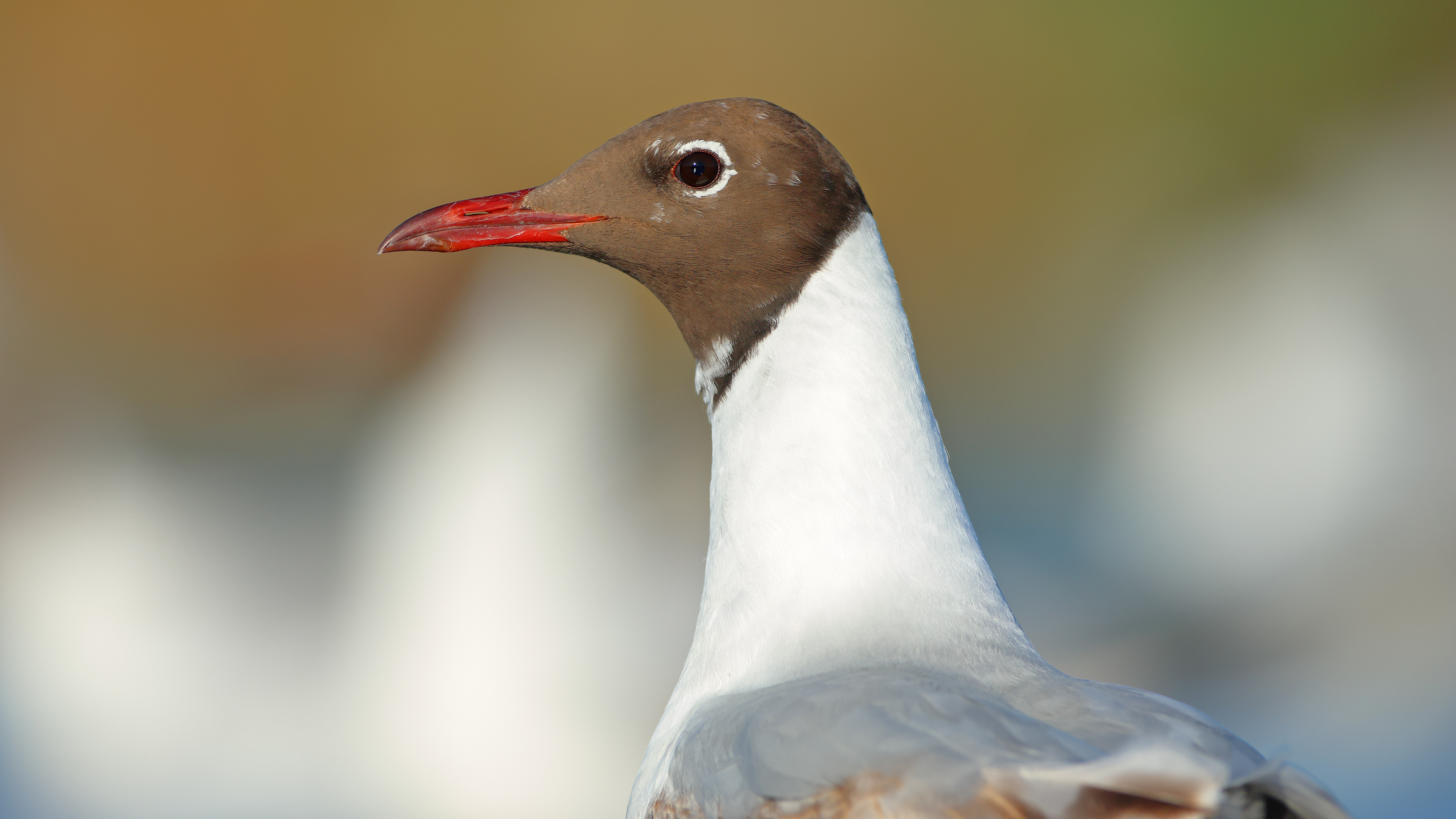 Karabaş martı » Black-headed Gull » Chroicocephalus ridibundus