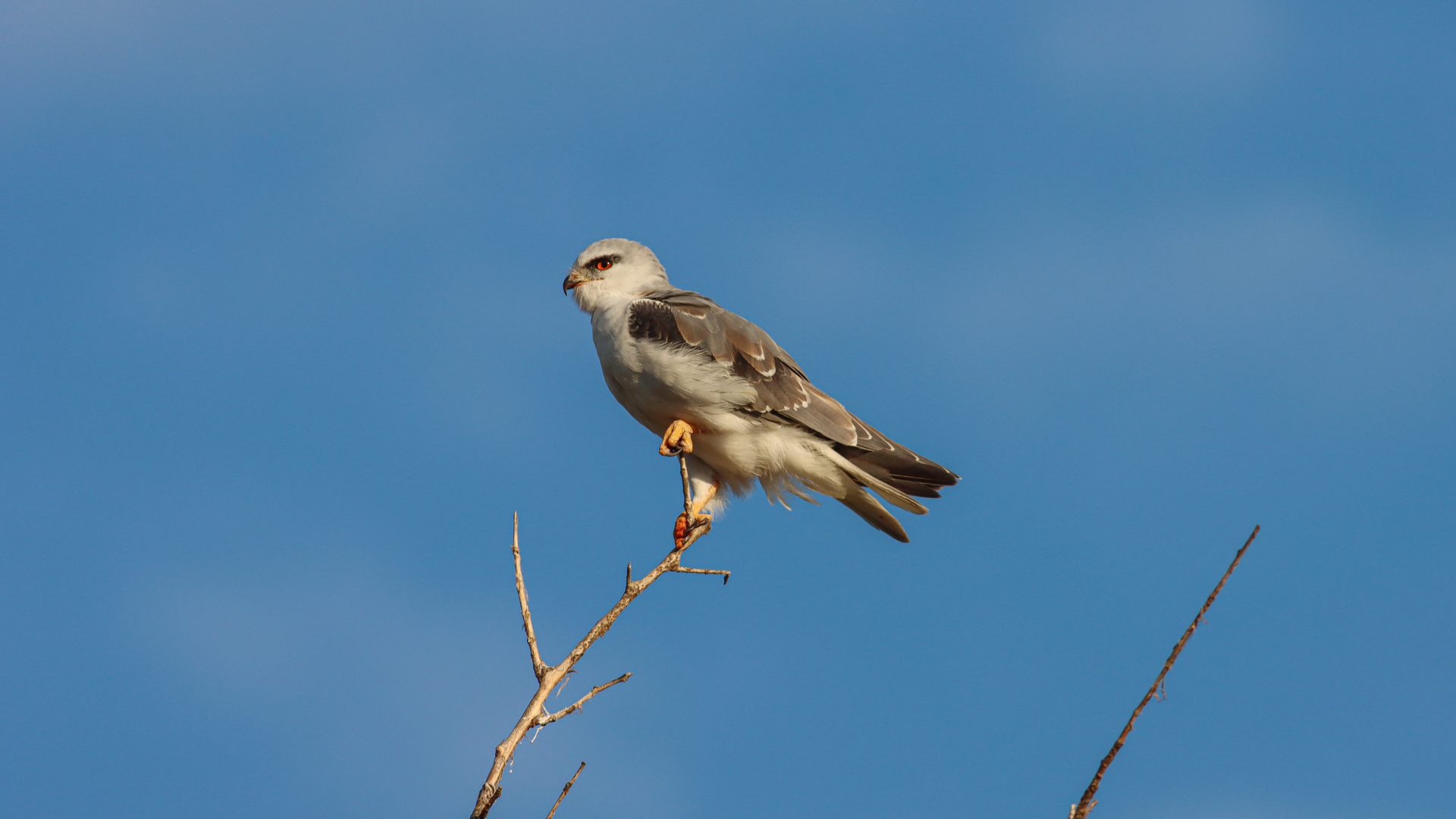 Ak çaylak » Black-winged Kite » Elanus caeruleus