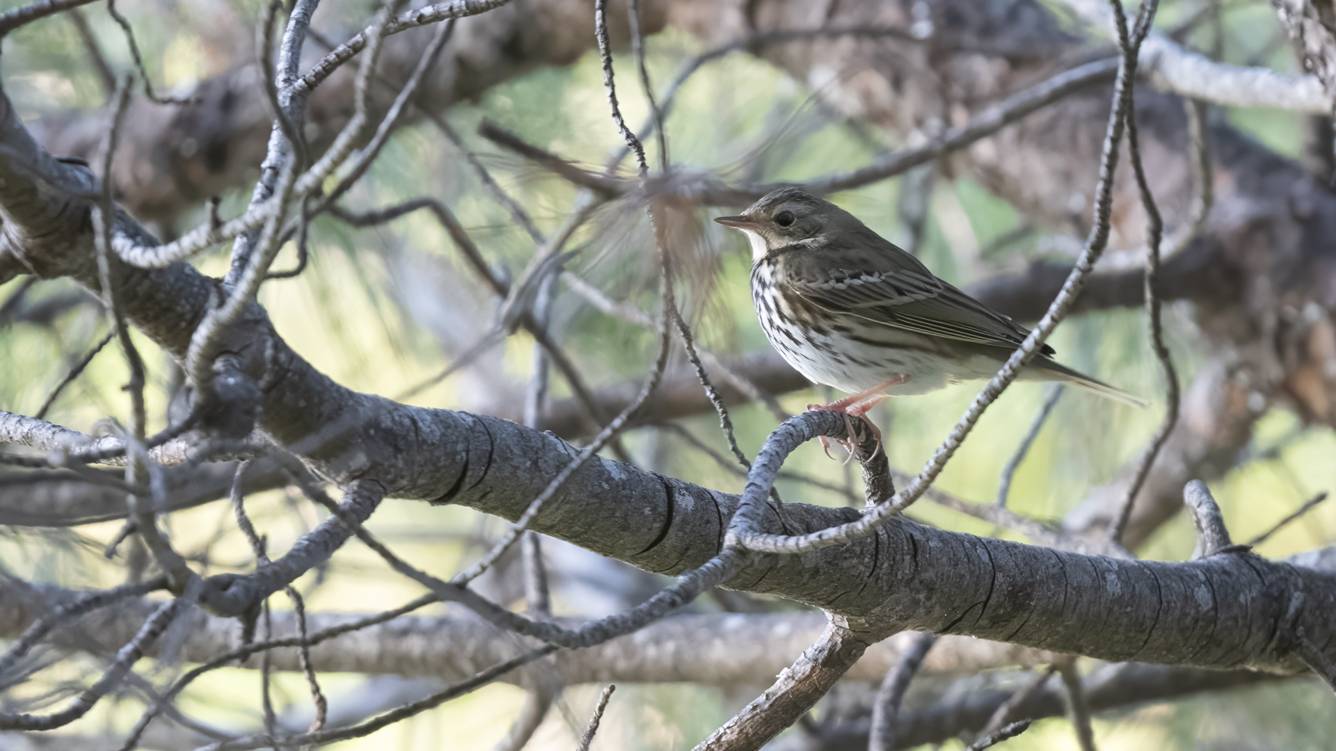 Yeşilsırtlı incirkuşu » Olive-backed Pipit » Anthus hodgsoni