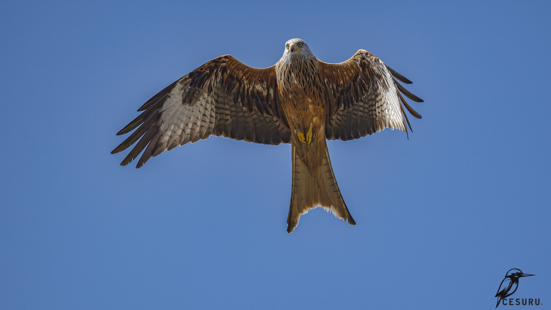 Kızıl çaylak » Red Kite » Milvus milvus