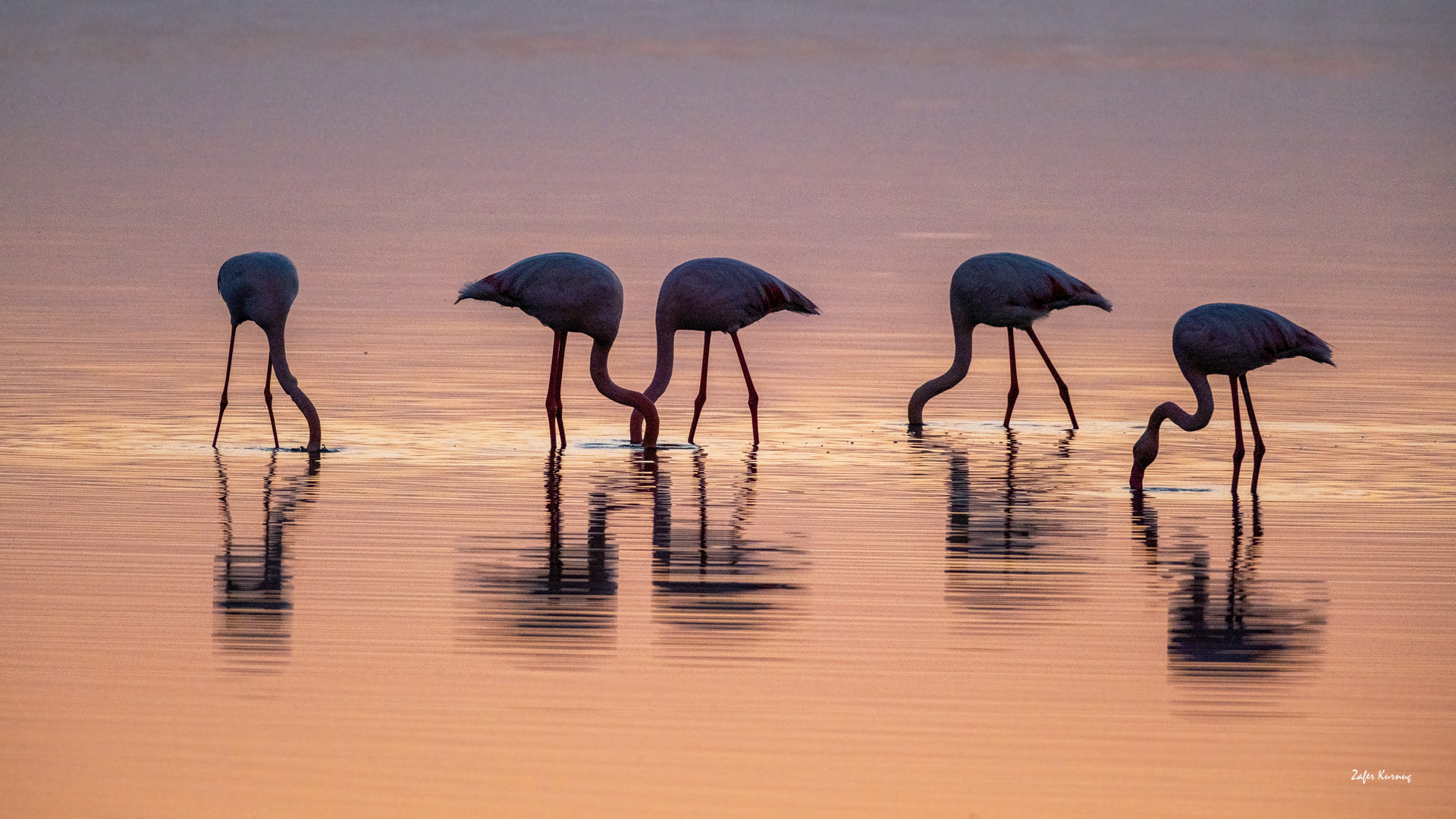 Flamingo