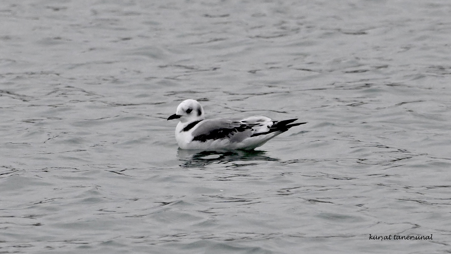 Black-legged Kittiwake