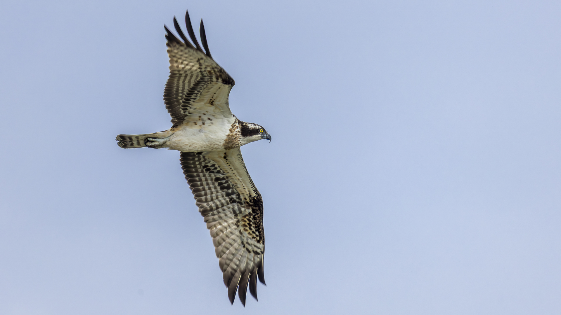 Osprey