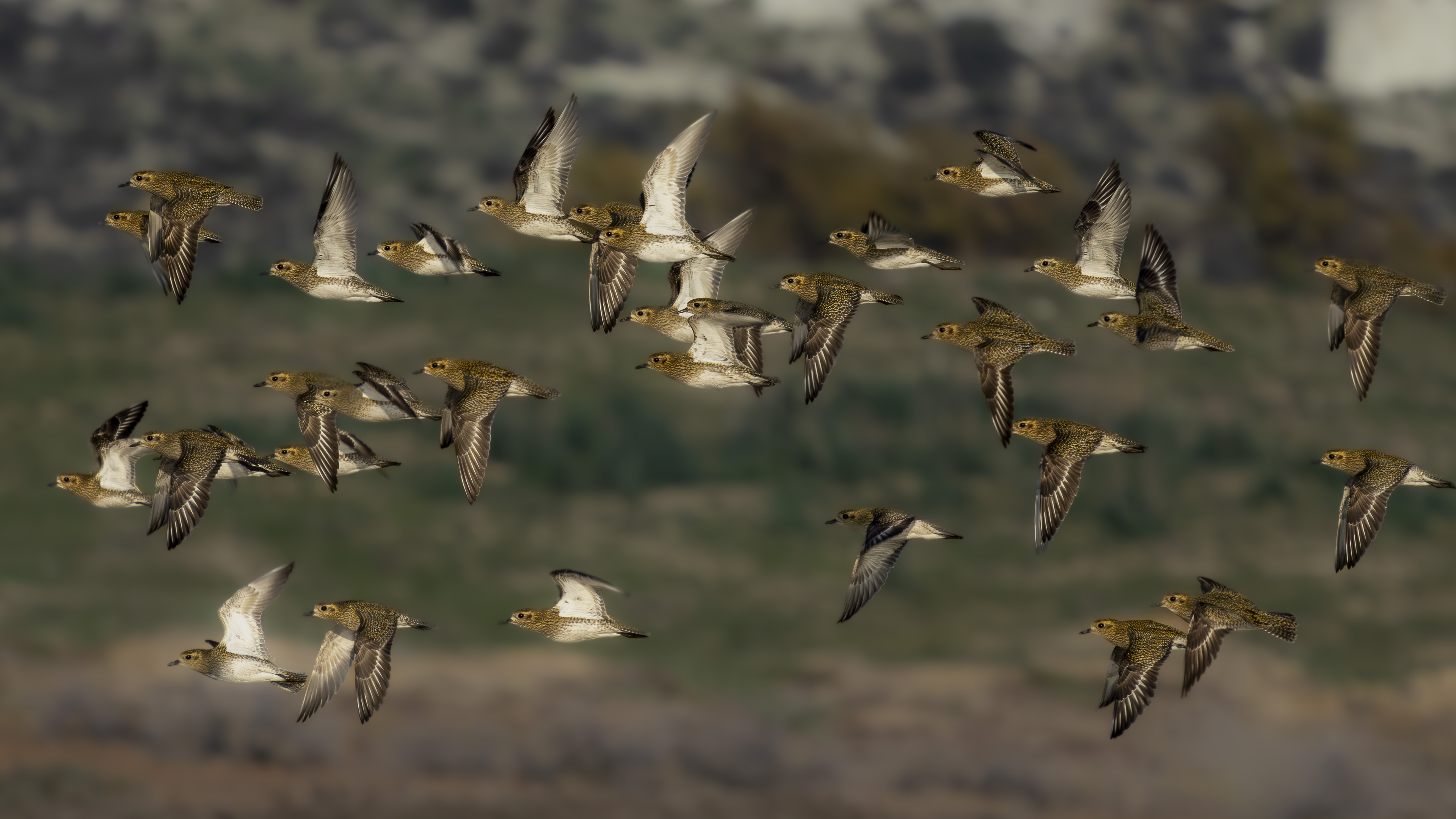 Altın yağmurcun » European Golden Plover » Pluvialis apricaria