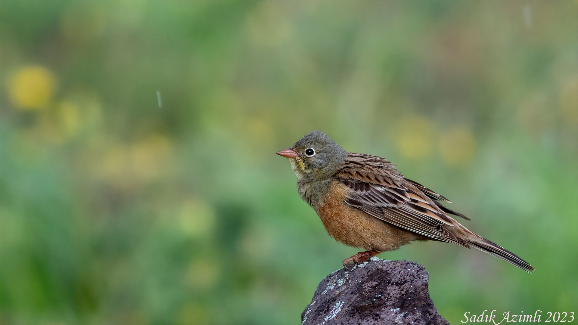 Ortolan Bunting