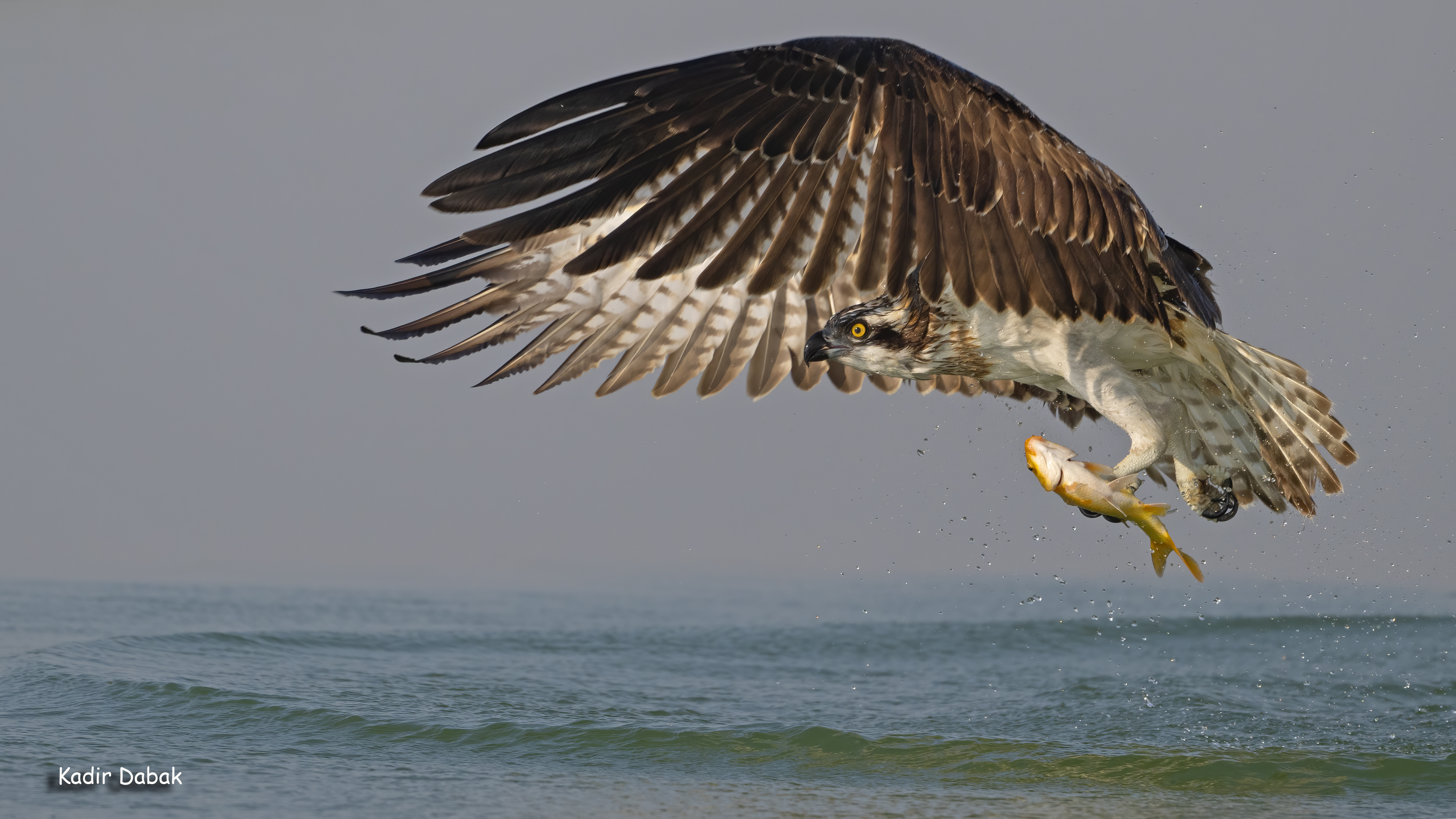 Osprey