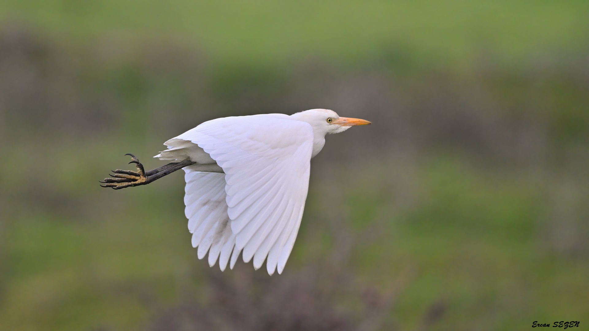 Western Cattle Egret