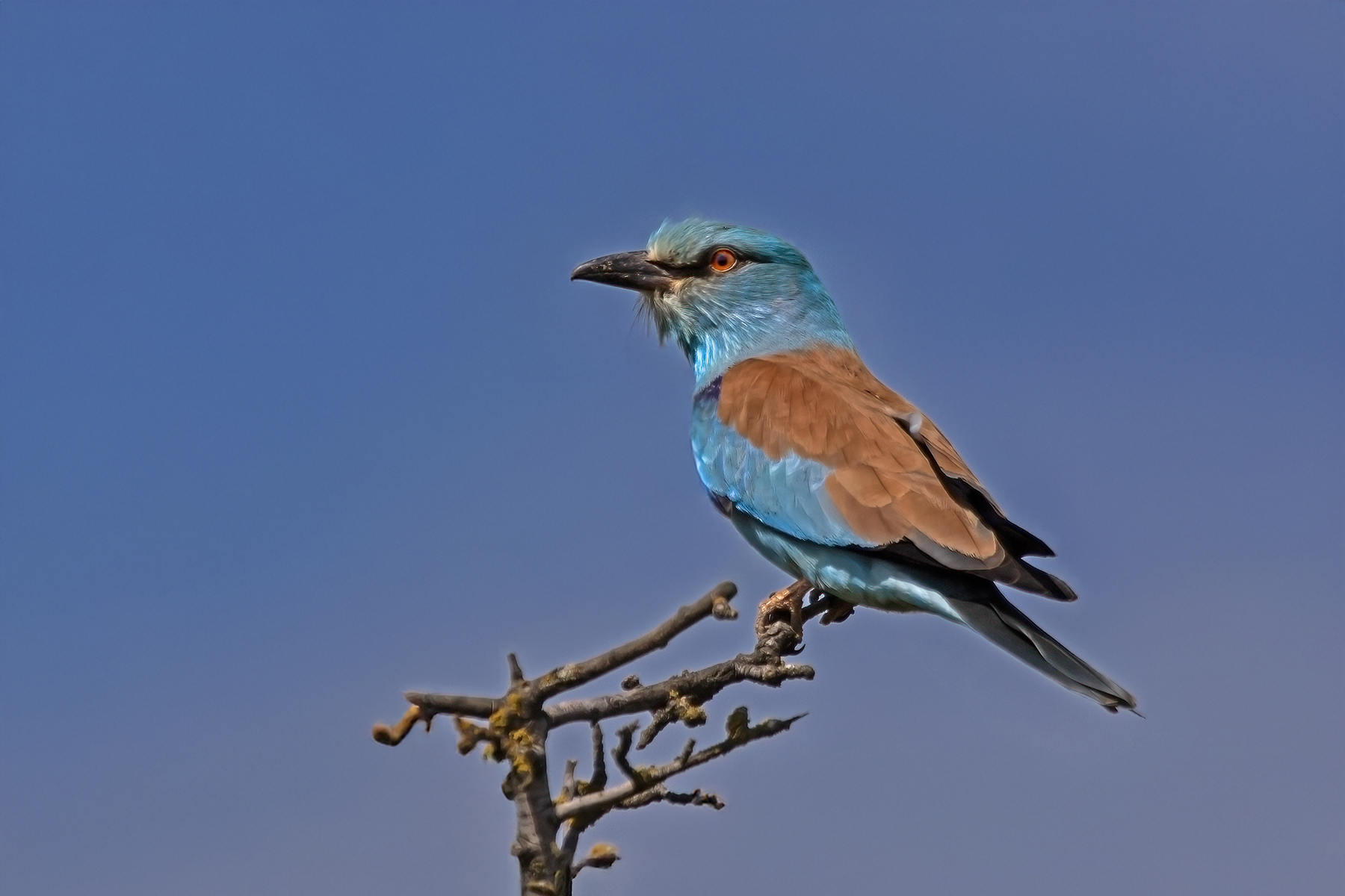 European Roller