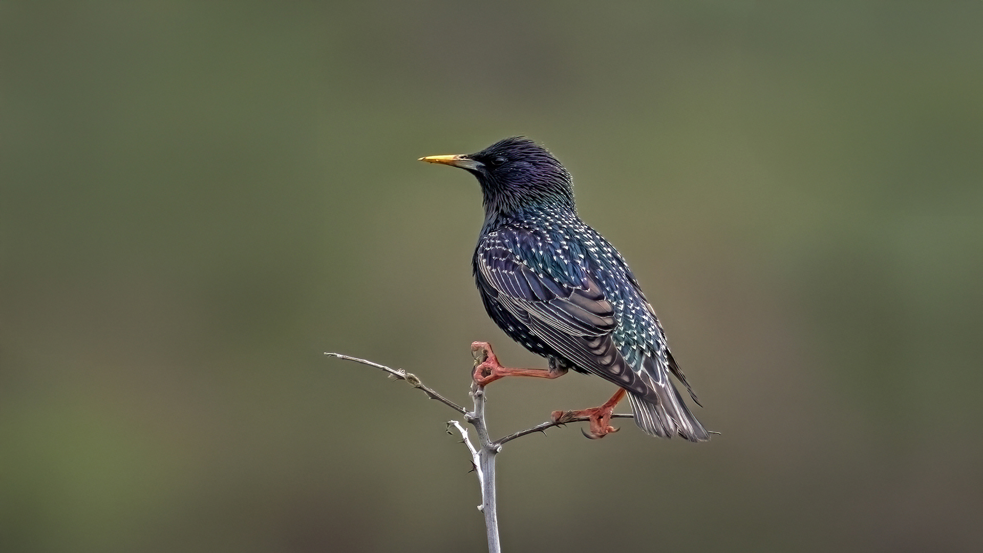Common Starling