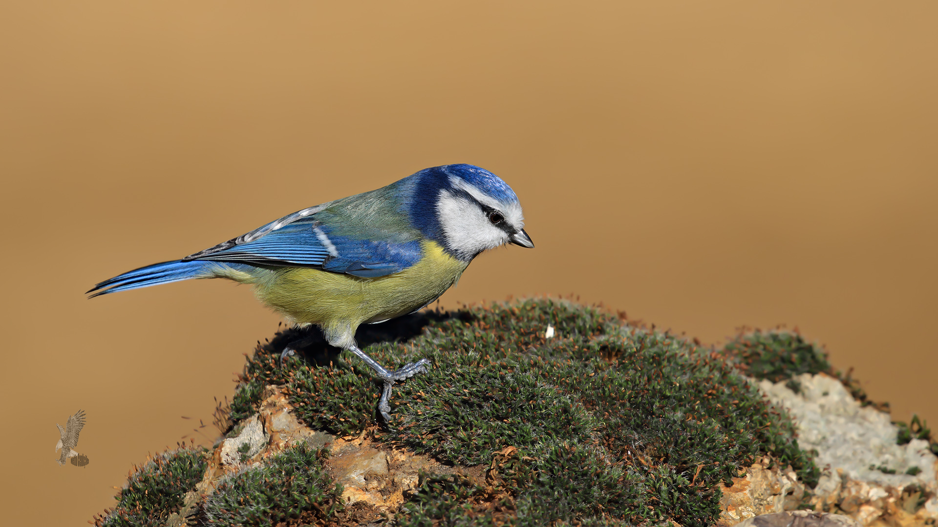 Eurasian Blue Tit