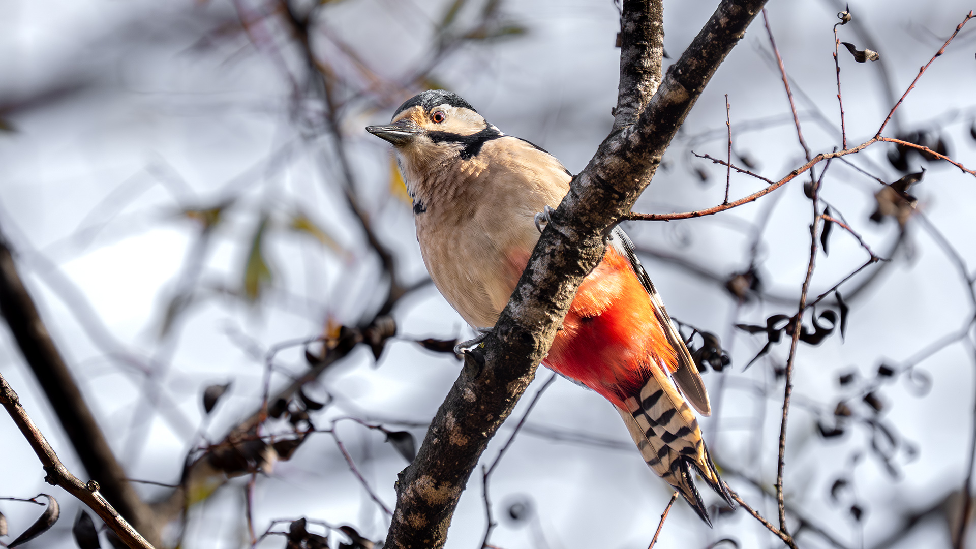 Orman alaca ağaçkakanı » Great Spotted Woodpecker » Dendrocopos major