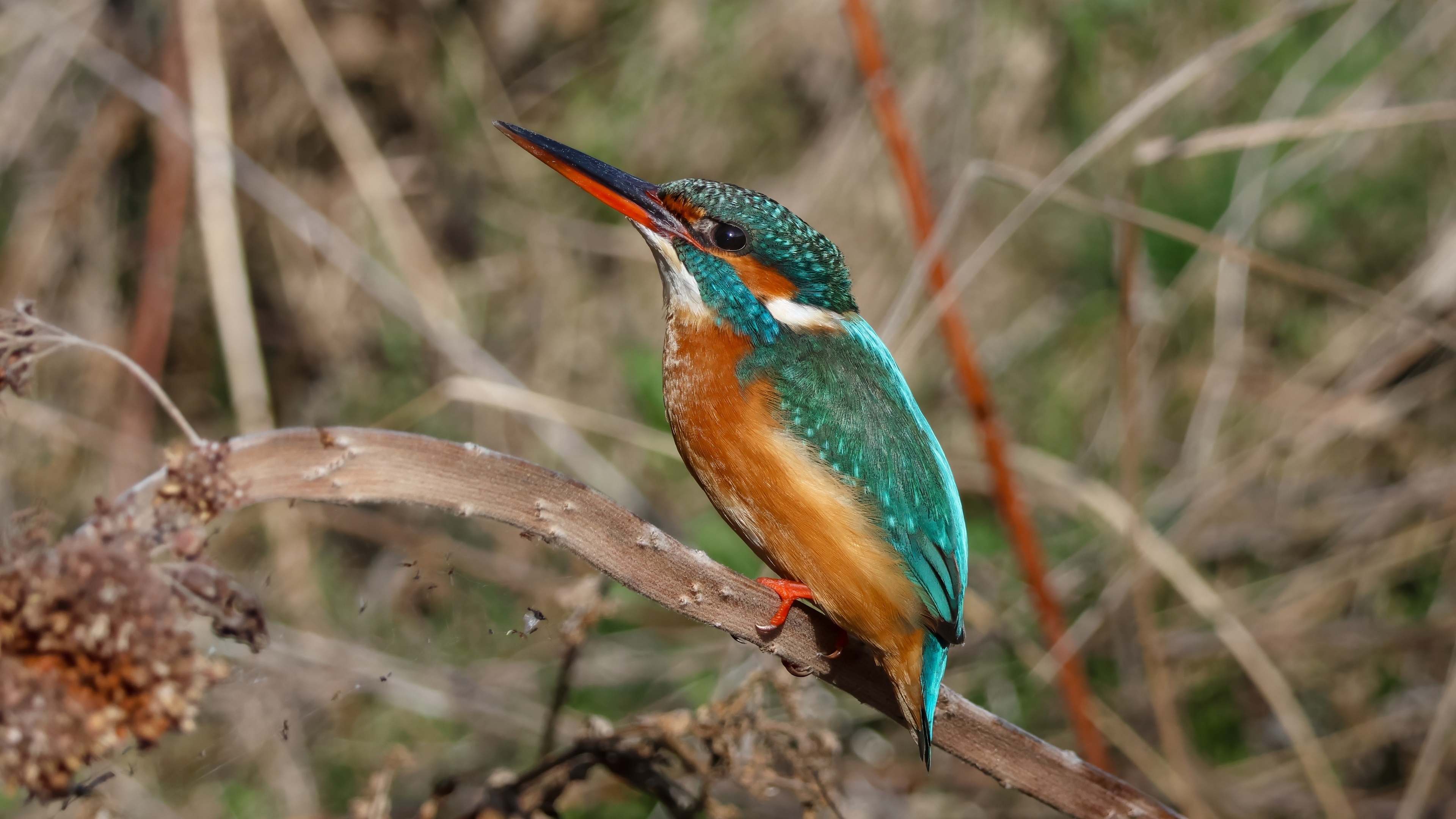 Yalıçapkını » Common Kingfisher » Alcedo atthis