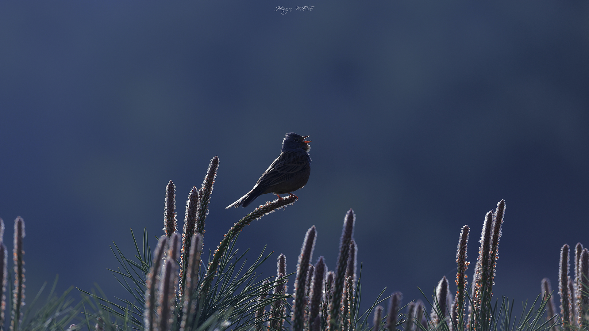 Kızıl kirazkuşu » Cretzschmar`s Bunting » Emberiza caesia