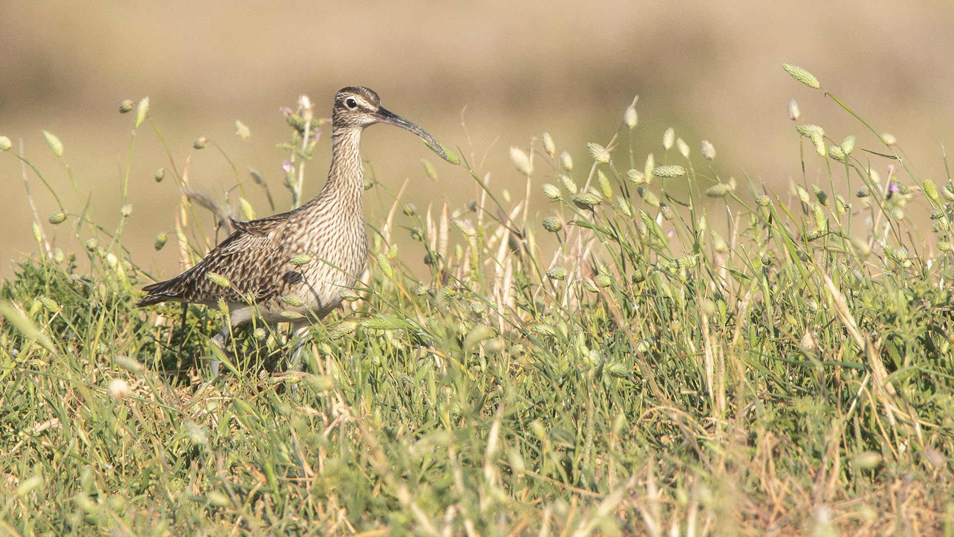 Sürmeli kervançulluğu