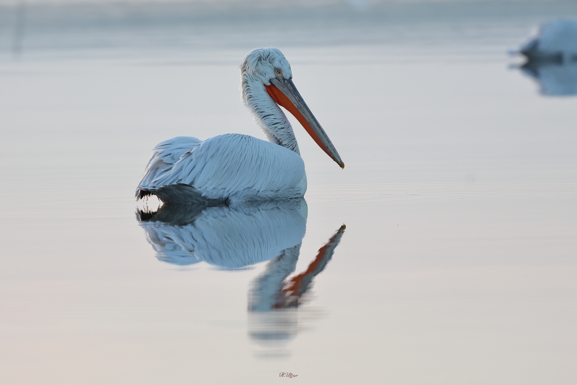 Dalmatian Pelican