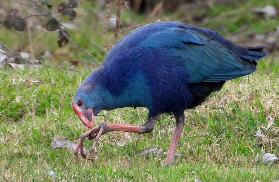 Grey-headed Swamphen