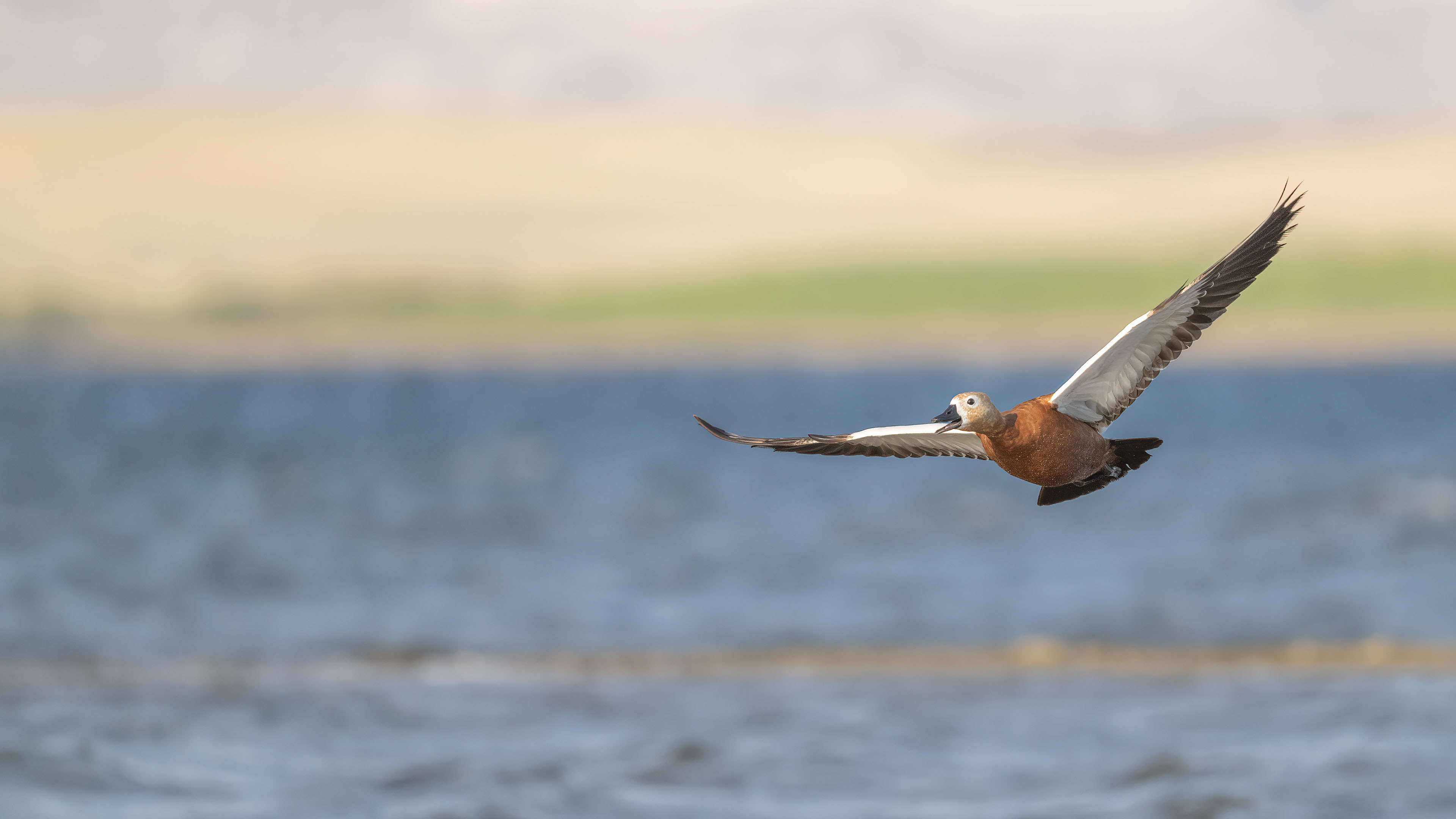 Ruddy Shelduck
