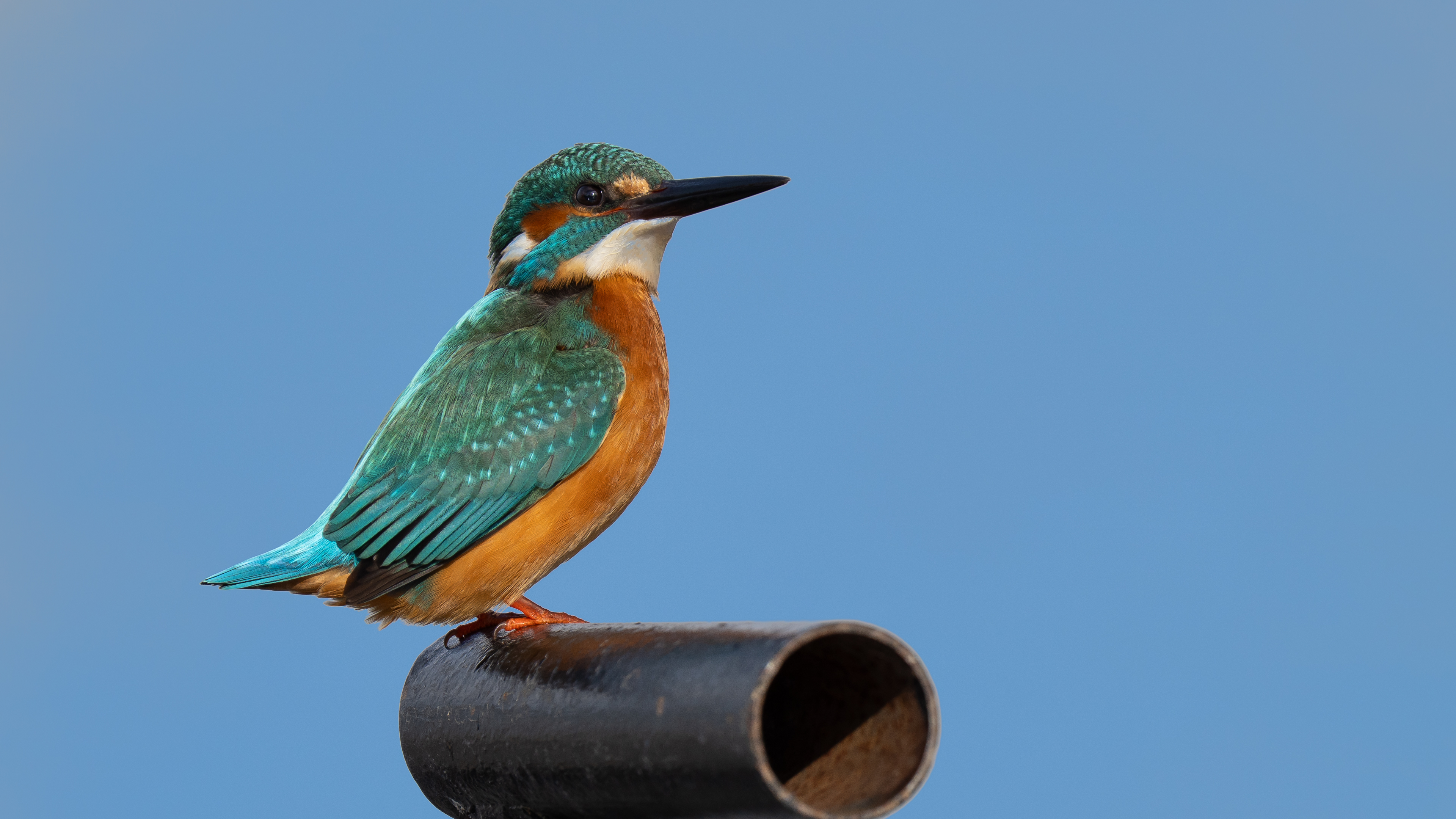 Common Kingfisher