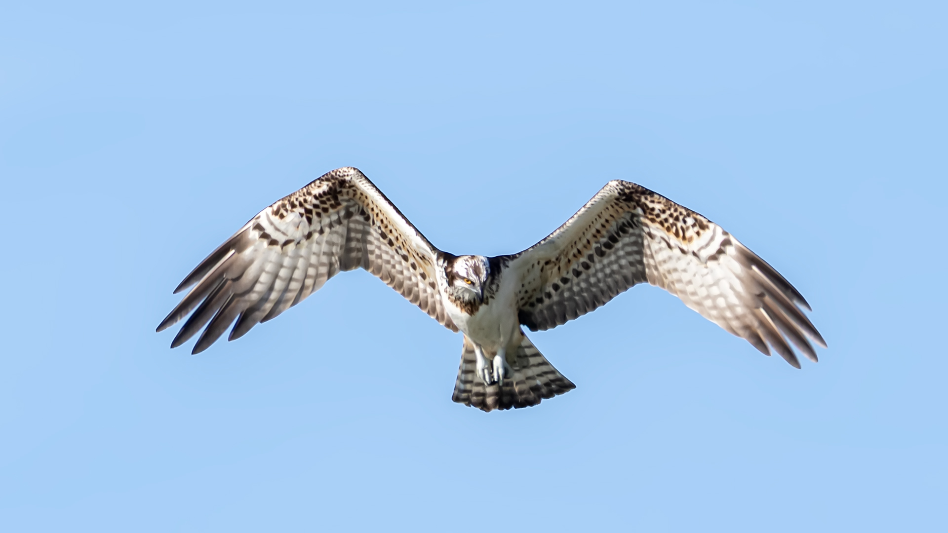 Osprey