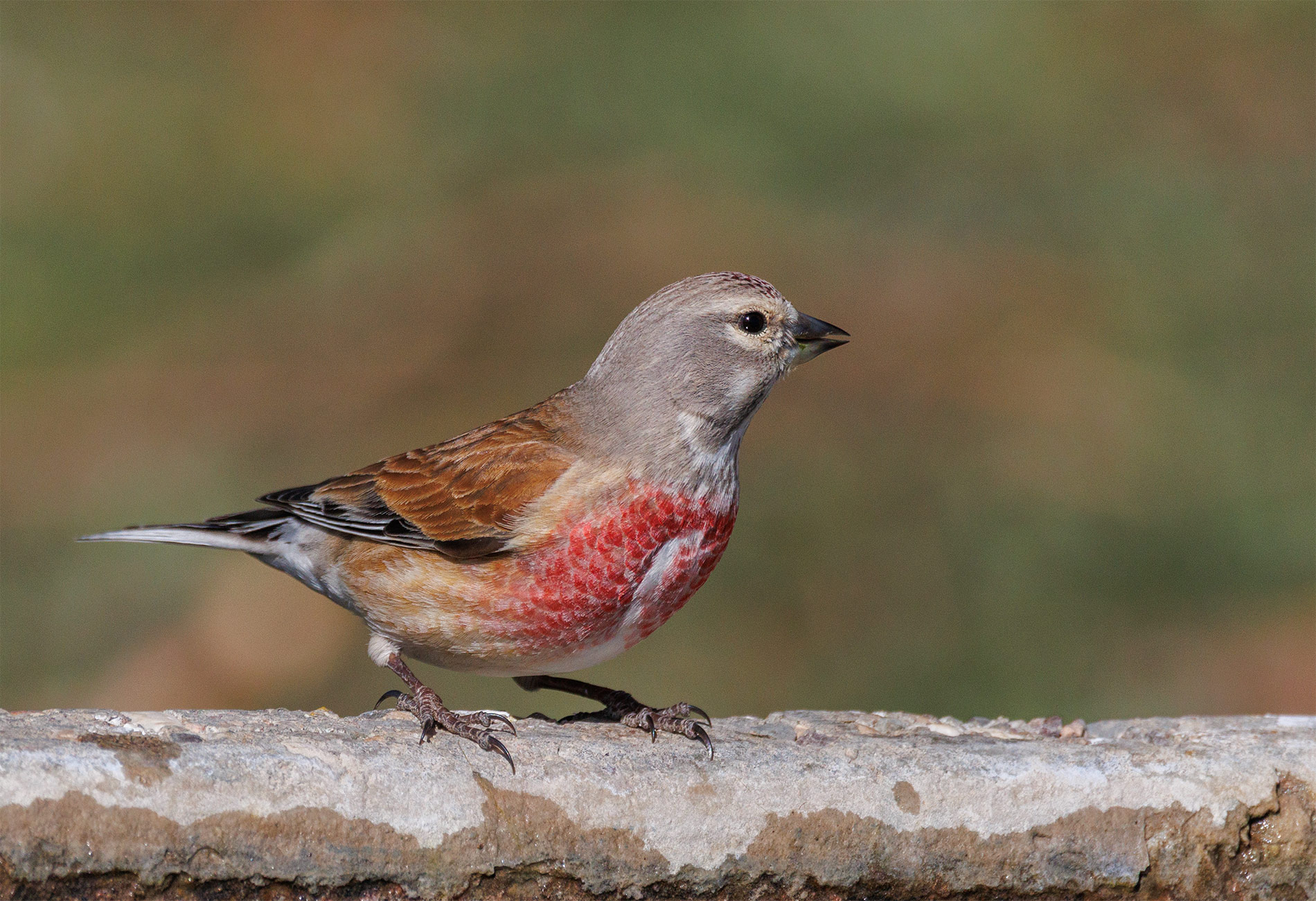 Common Linnet