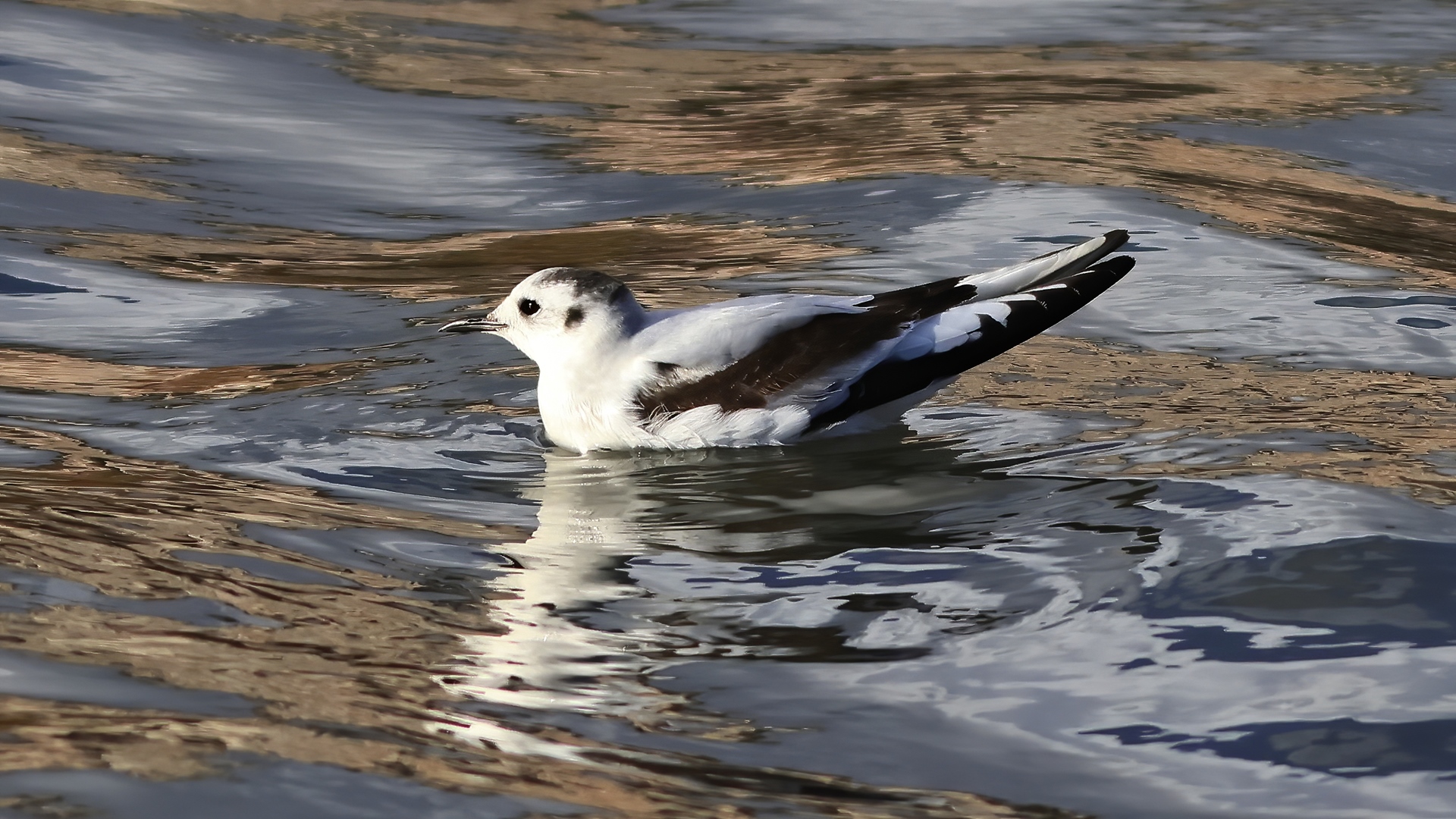 Küçük martı » Little Gull » Hydrocoloeus minutus