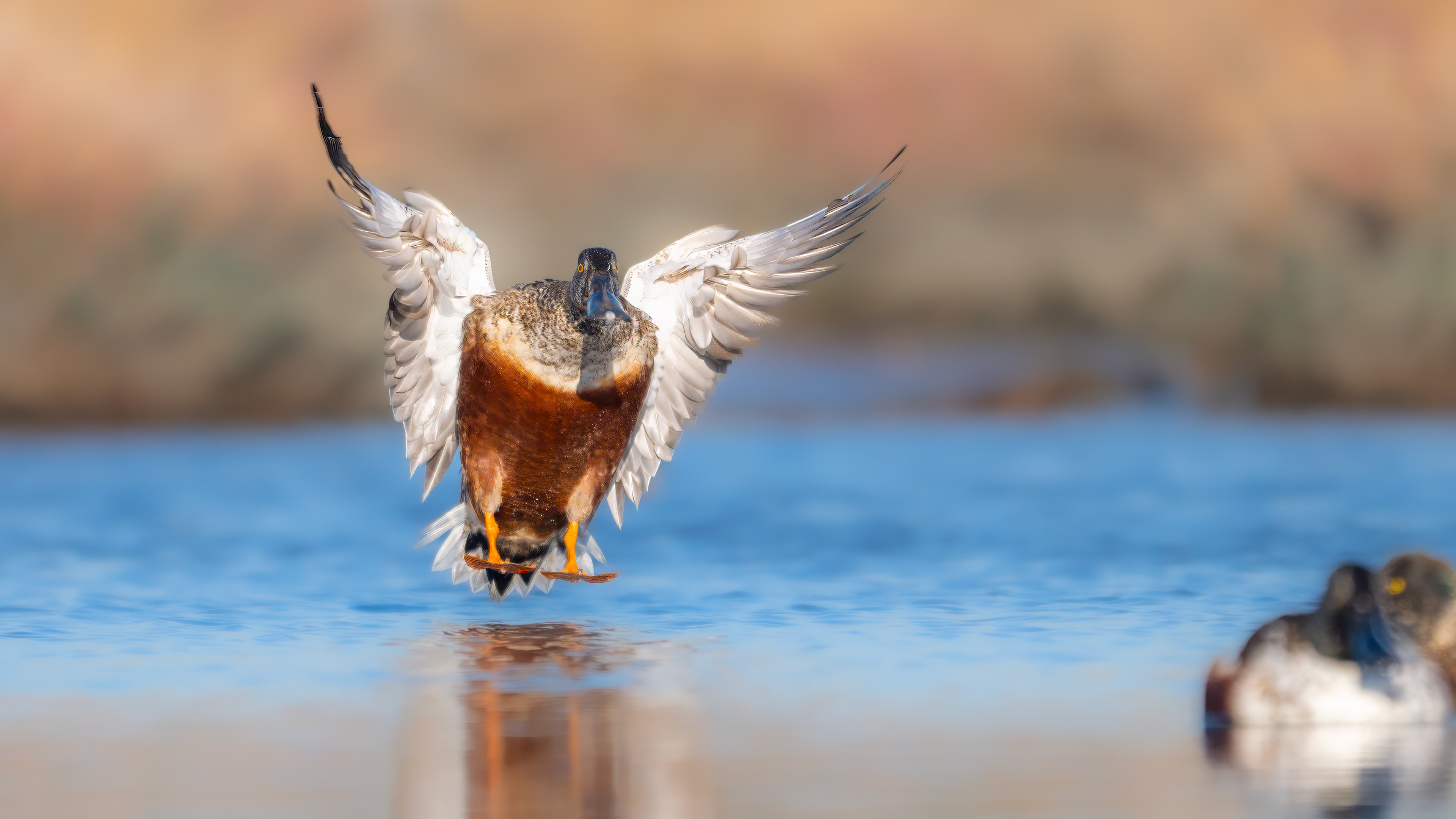 Kaşıkgaga » Northern Shoveler » Spatula clypeata