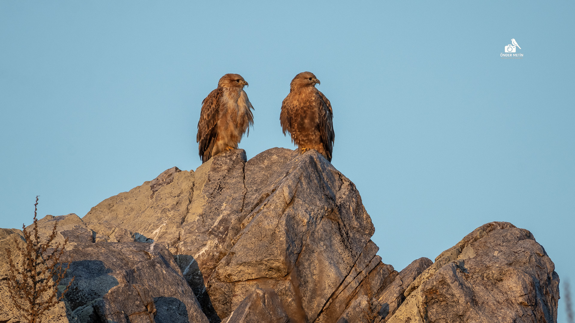 Kızıl şahin » Long-legged Buzzard » Buteo rufinus