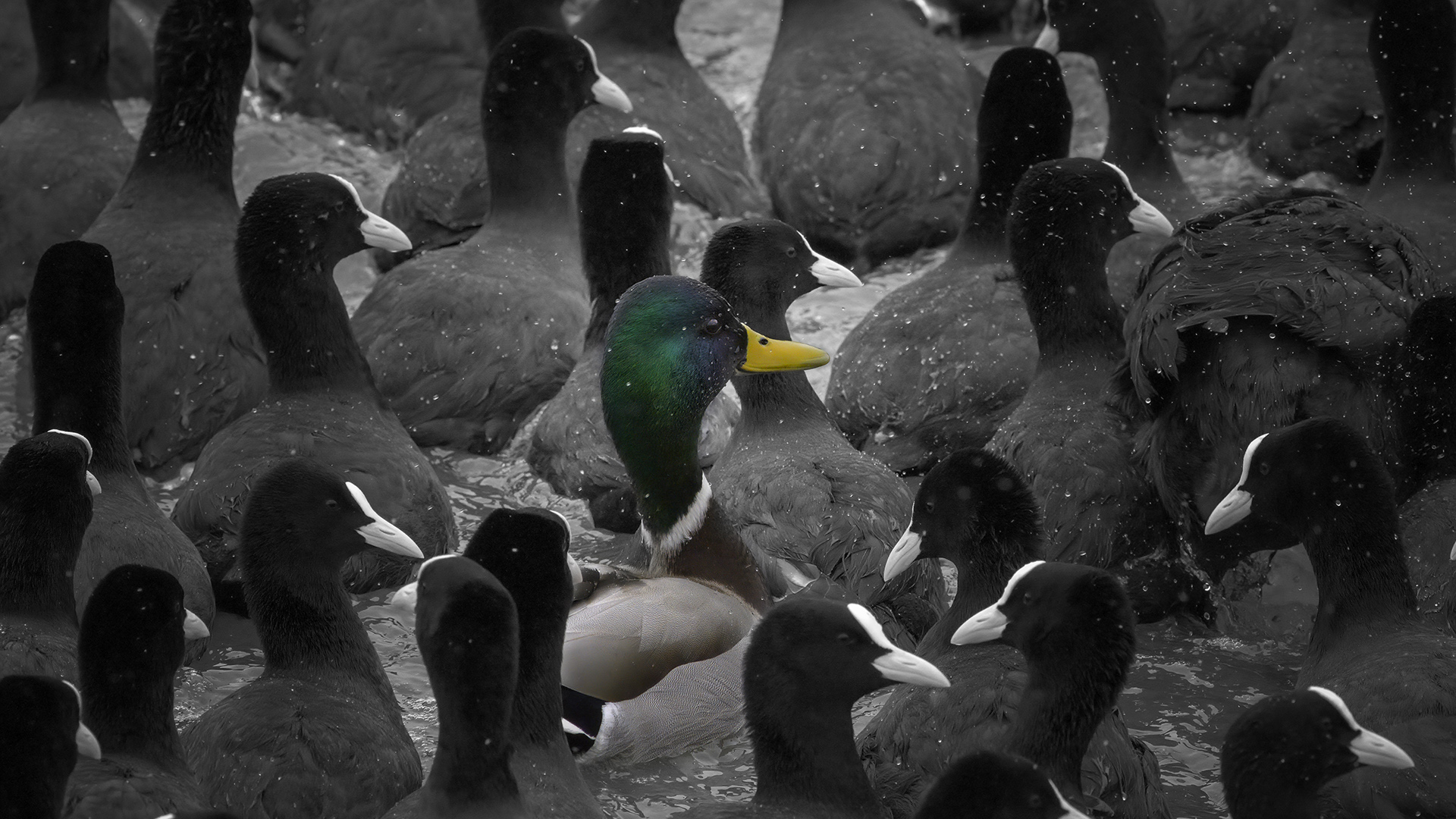 Yeşilbaş » Mallard » Anas platyrhynchos