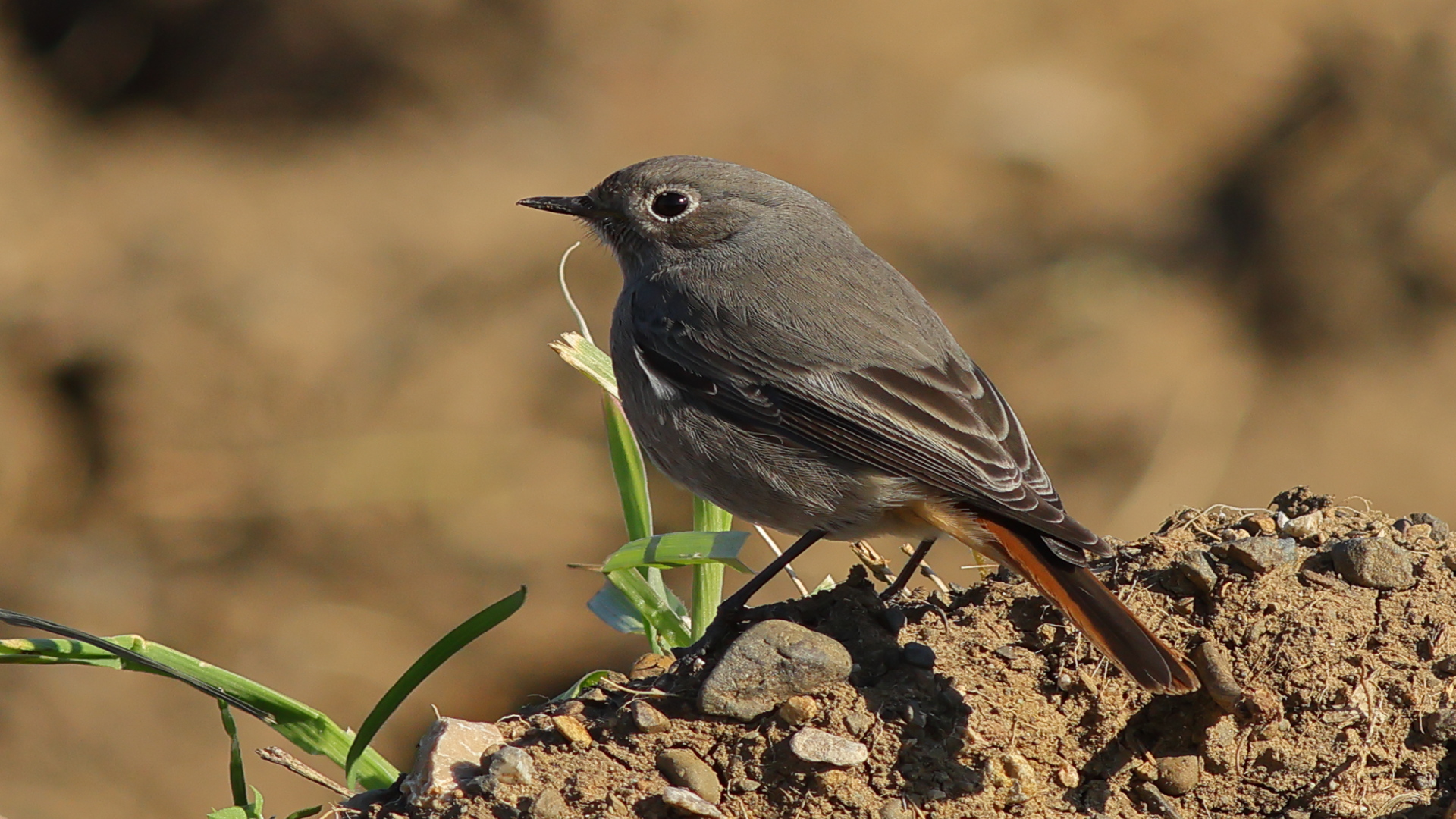 Kara kızılkuyruk » Black Redstart » Phoenicurus ochruros