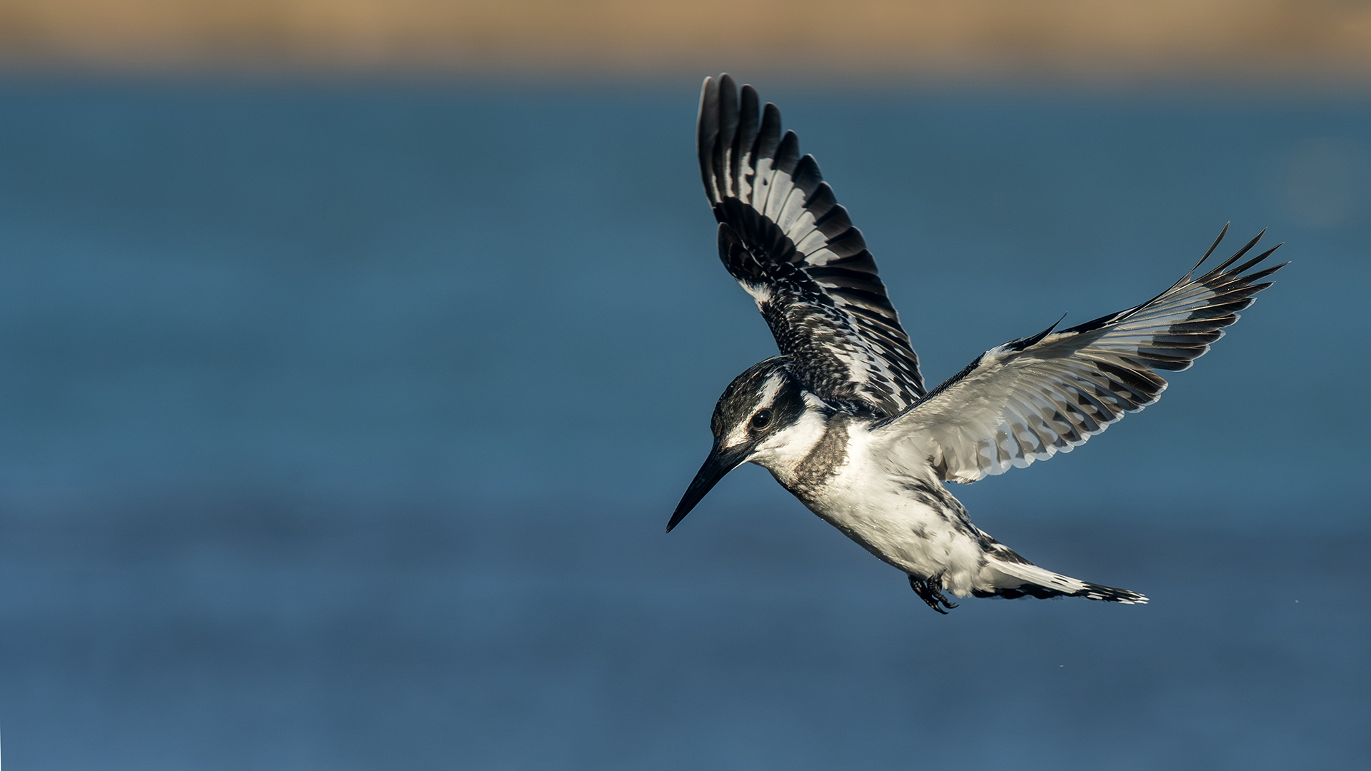 Alaca yalıçapkını » Pied Kingfisher » Ceryle rudis