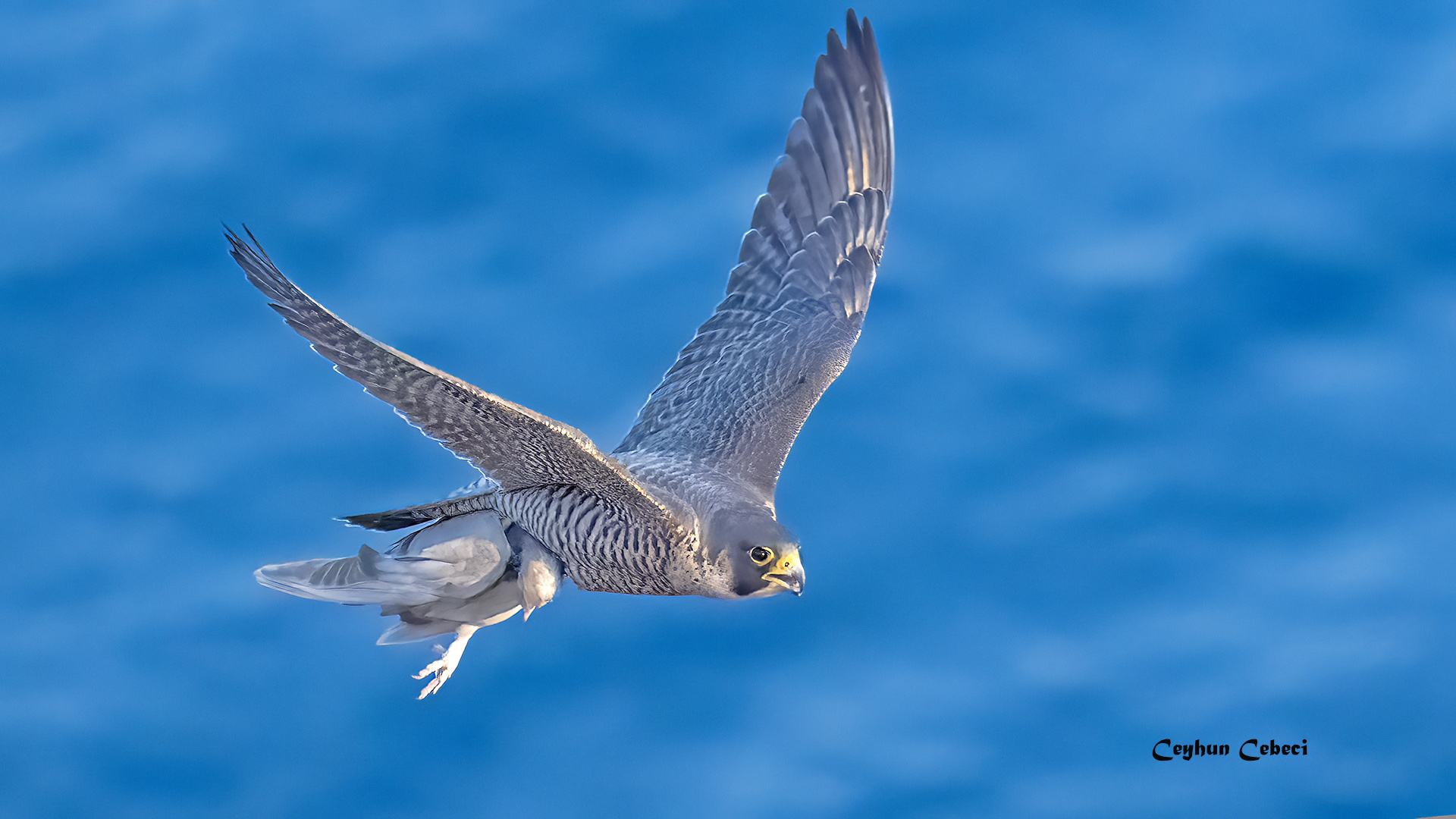 Gök doğan » Peregrine Falcon » Falco peregrinus