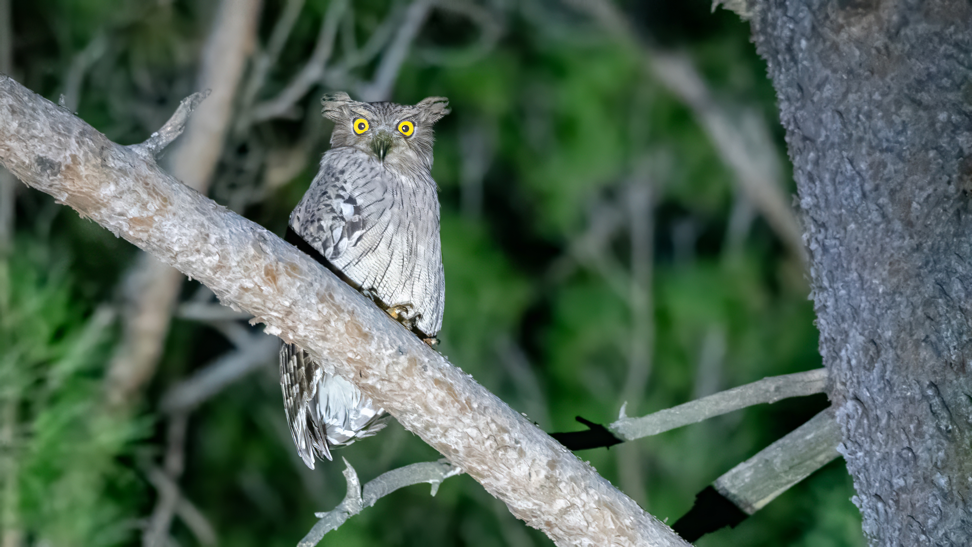 Balık baykuşu » Brown Fish Owl » Ketupa zeylonensis