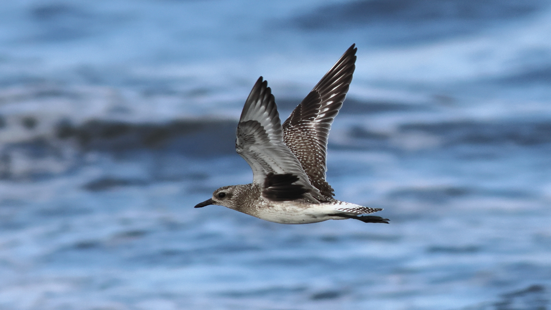 Gümüş yağmurcun » Grey Plover » Pluvialis squatarola