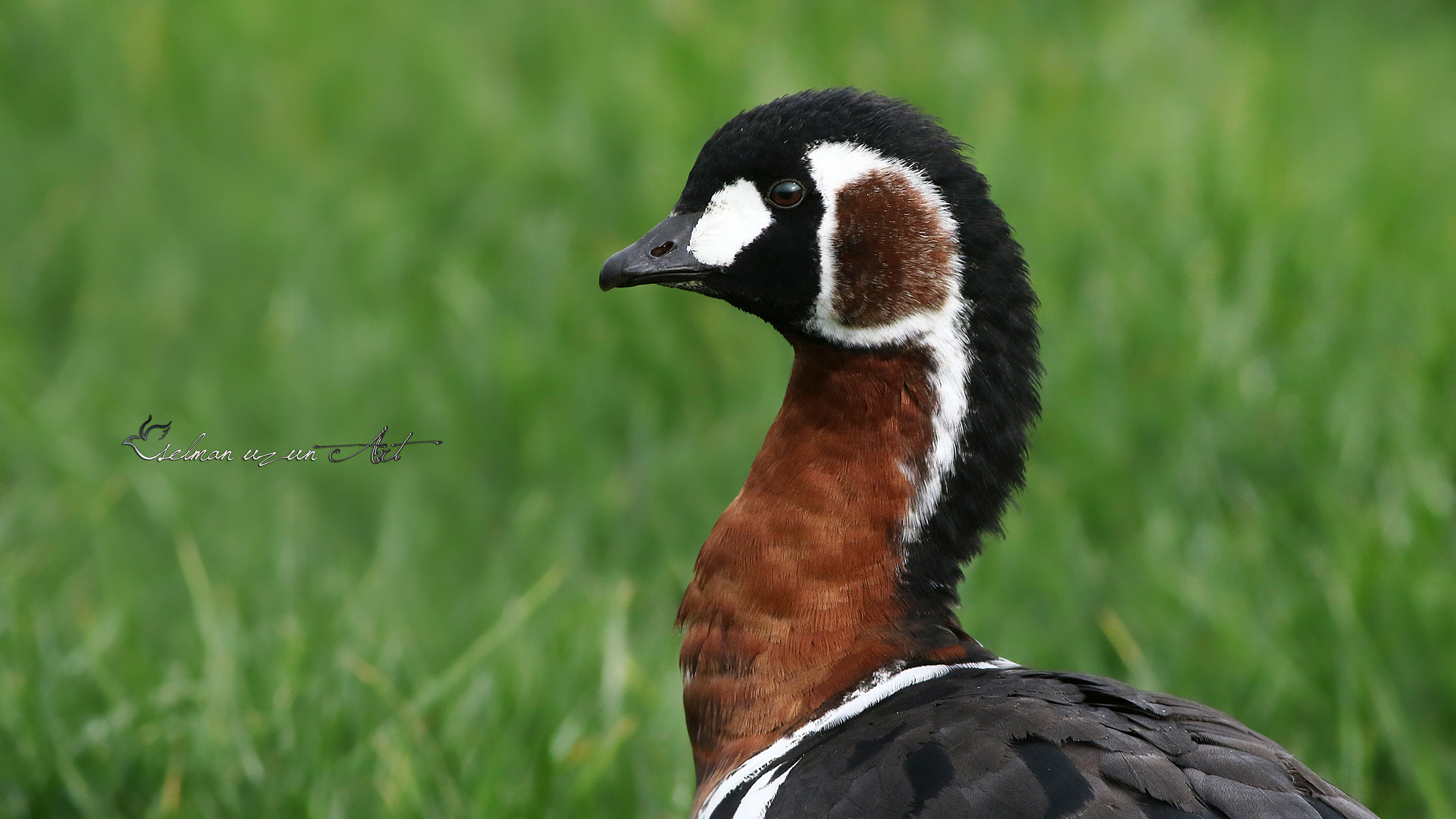 Sibirya kazı » Red-breasted Goose » Branta ruficollis
