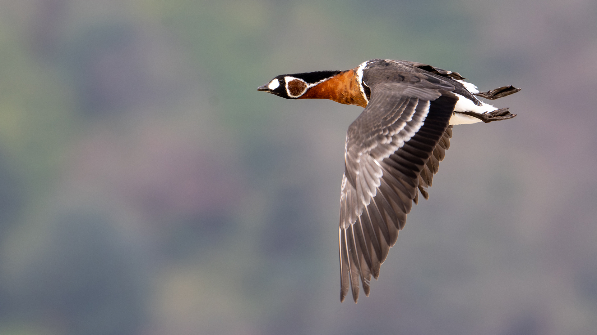 Sibirya kazı » Red-breasted Goose » Branta ruficollis