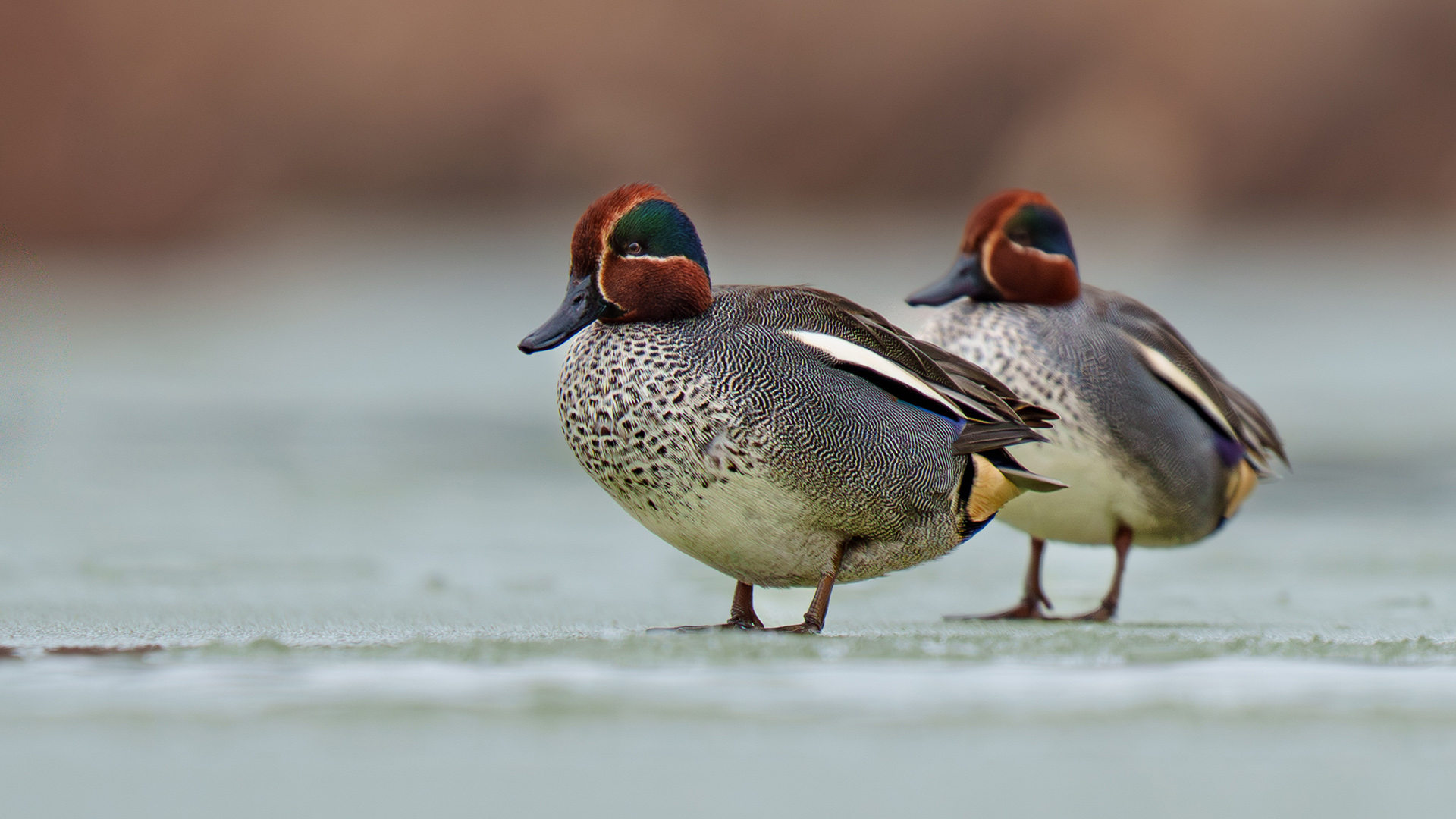 Çamurcun » Eurasian Teal » Anas crecca