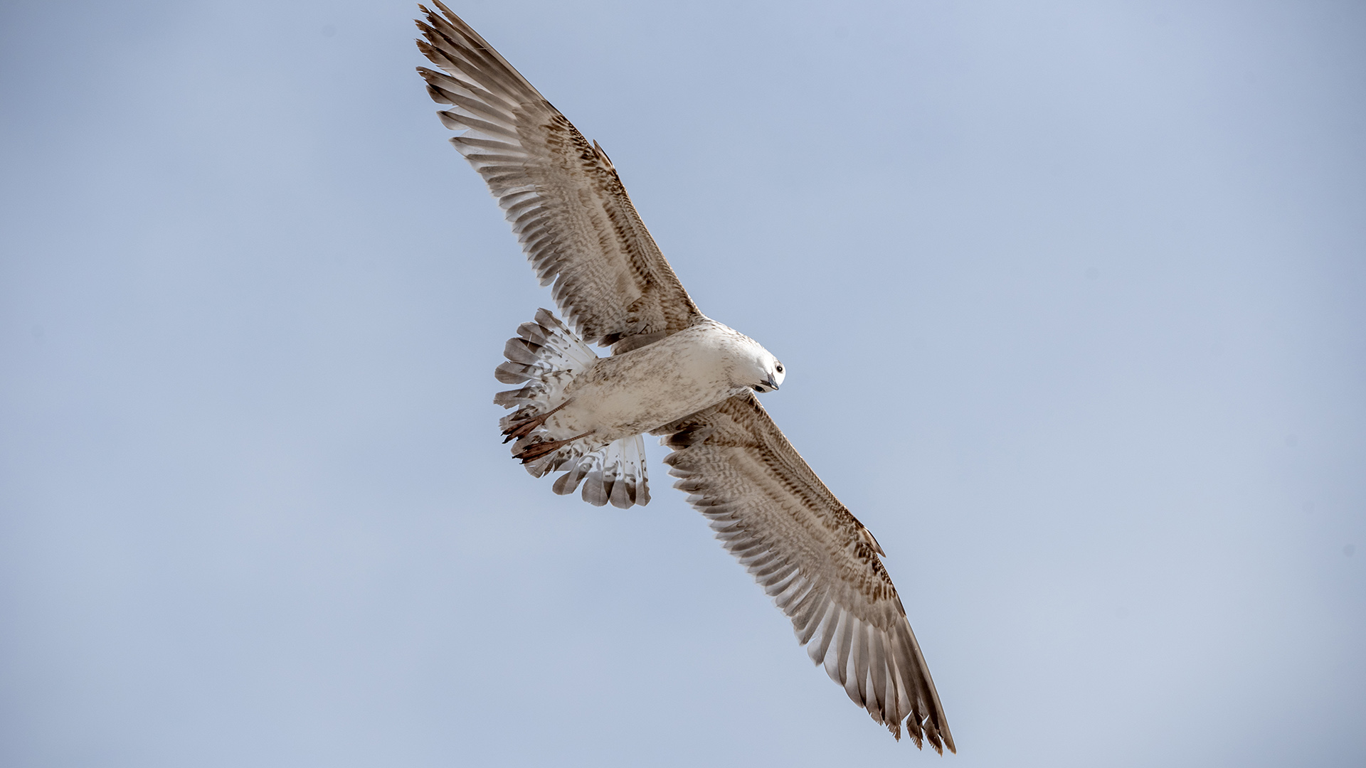 Gümüş martı » Yellow-legged Gull » Larus michahellis